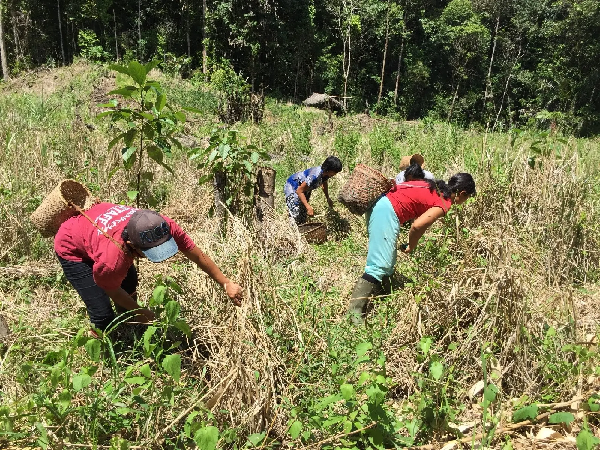 Battling forest fires on International Day of Forests