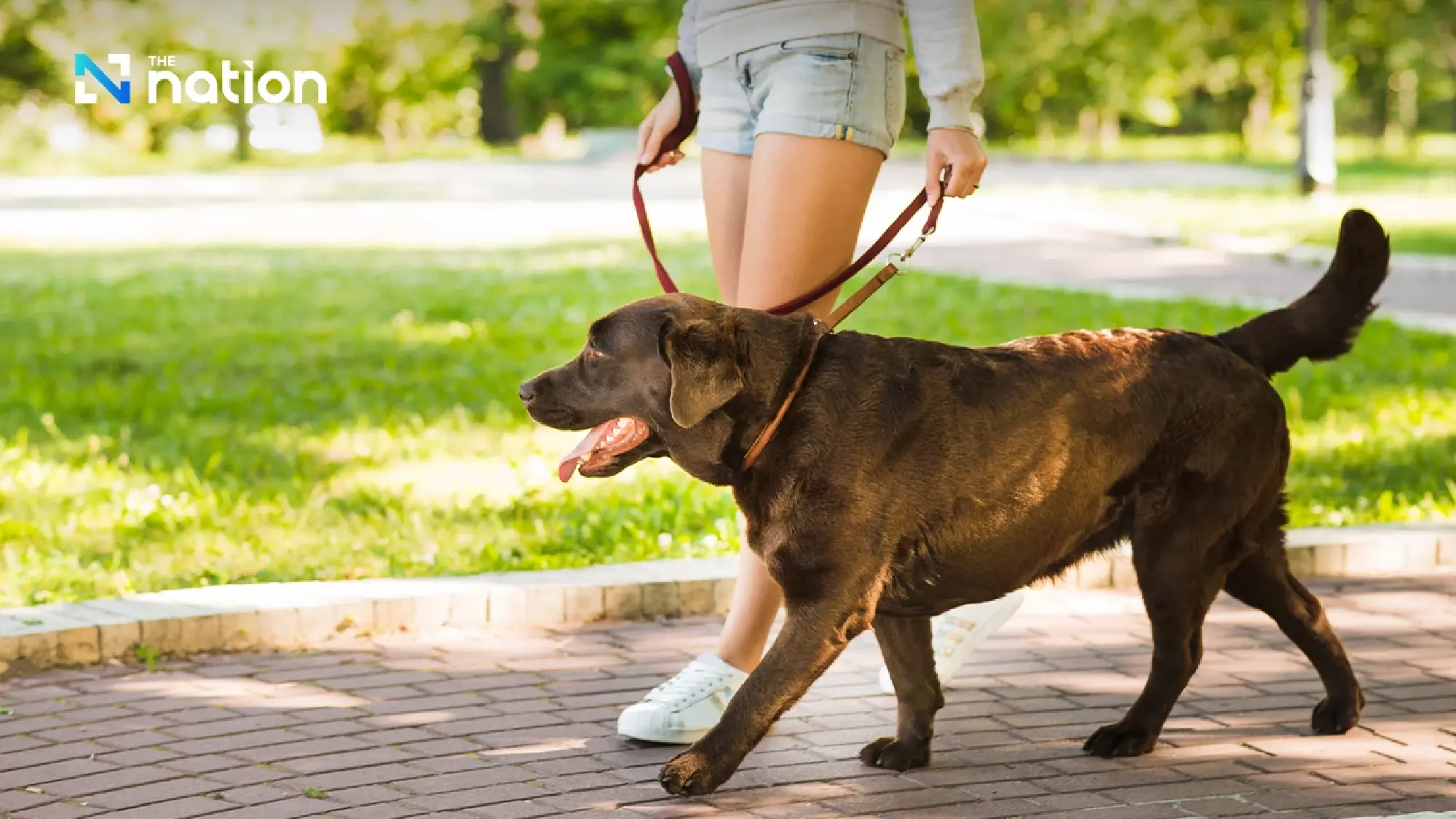 Pets allowed at SRT’s Rot Fai Park @Ploenchit after one year of service
