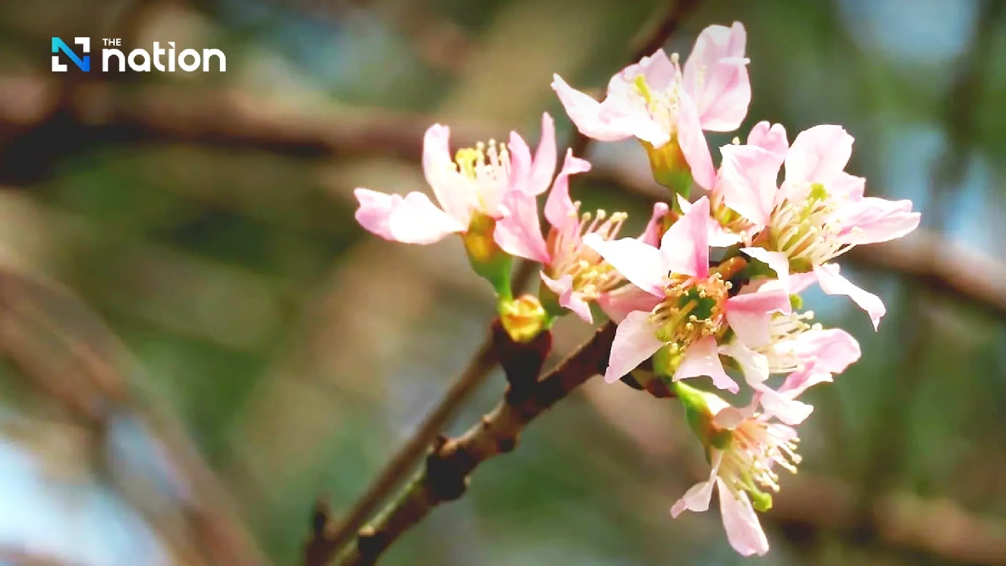 Off-season pink cherry blossoms welcome Songkran tourists in Loei