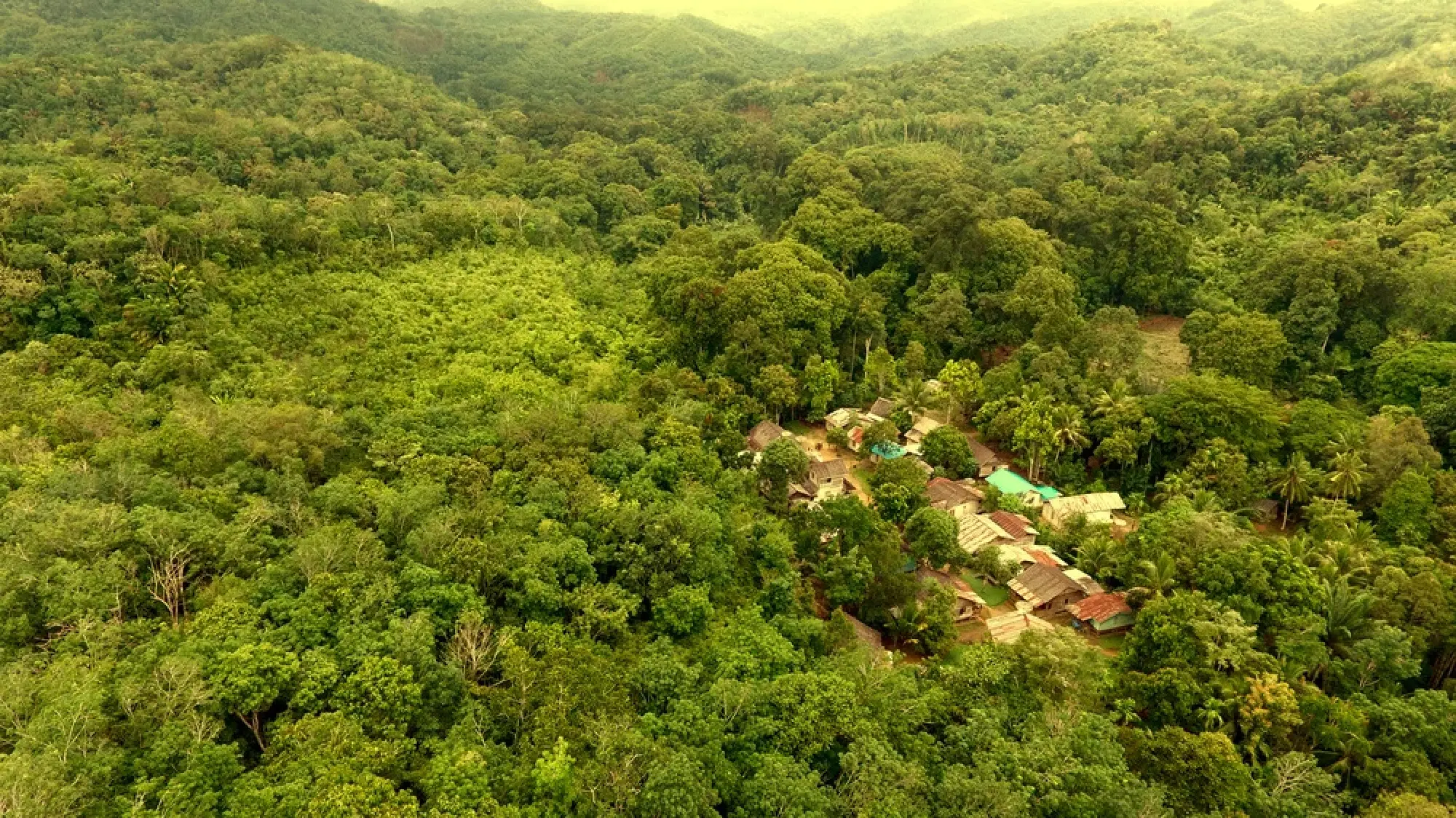 Battling forest fires on International Day of Forests