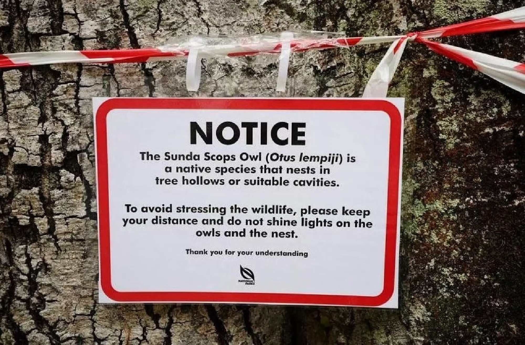 Owl nest near bus stop attracts crowds; Singapore advises against visiting
