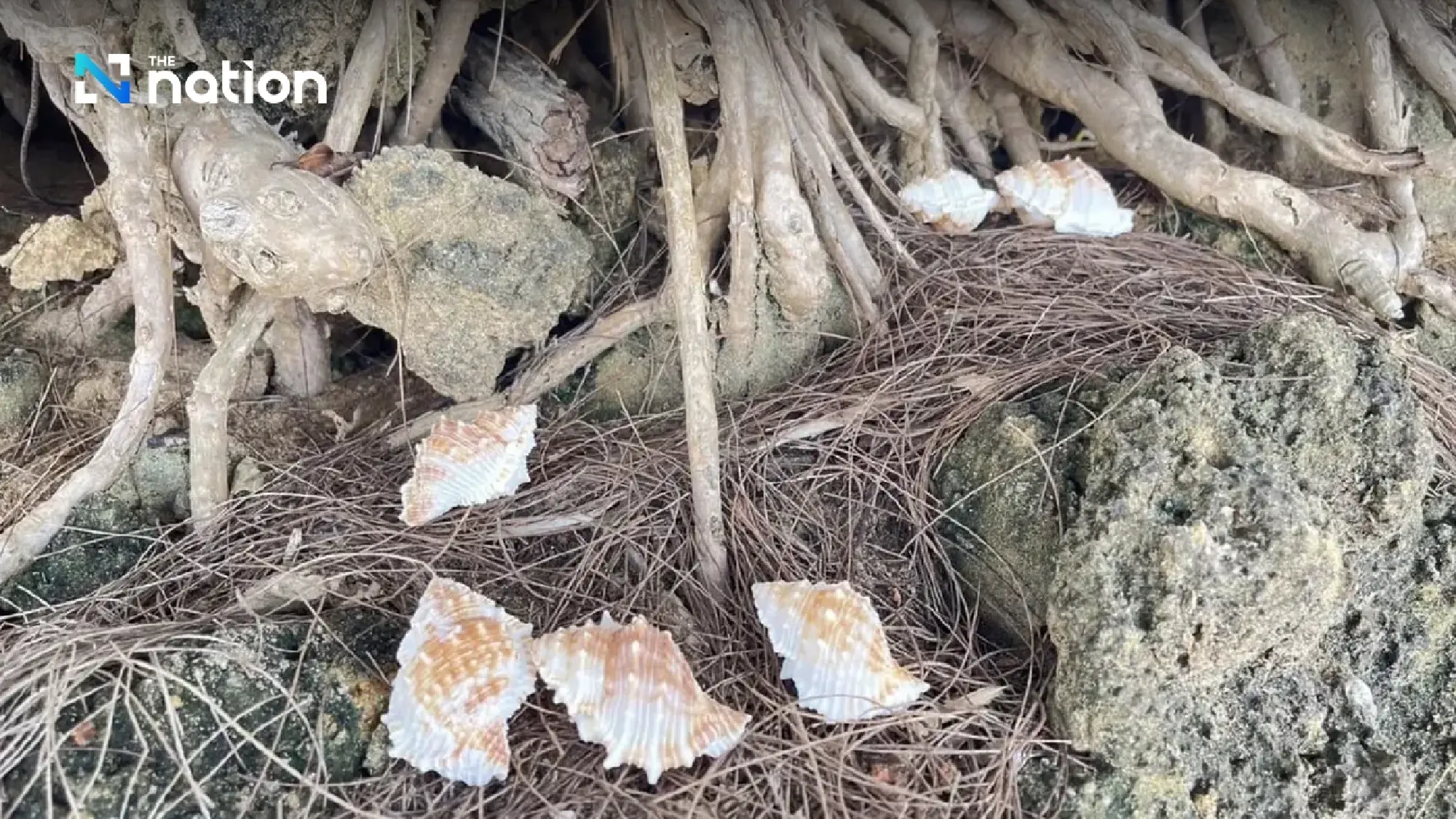 Shellfish shell donations required to house hermit crabs at Mu Koh Lanta park