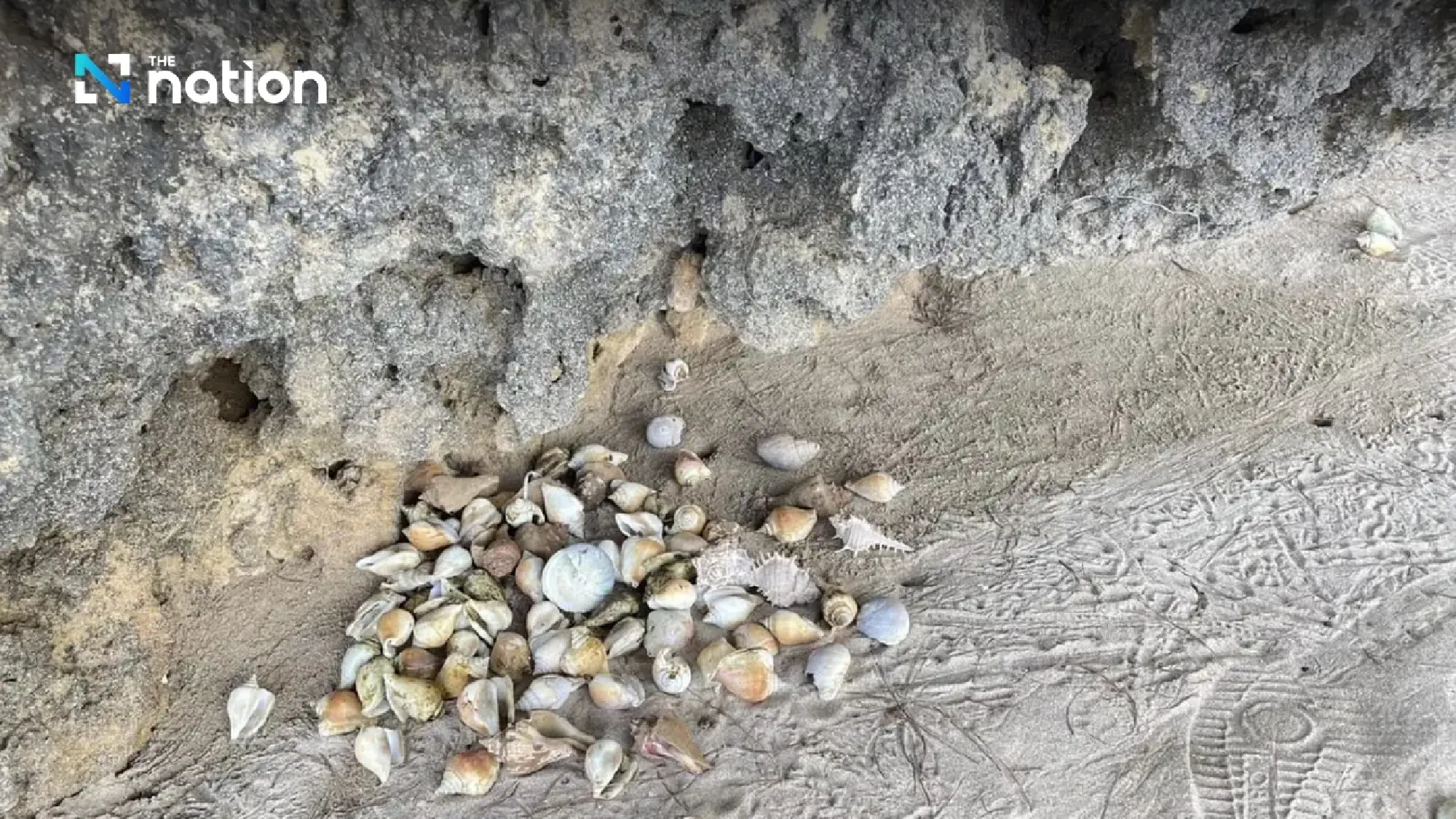 Shellfish shell donations required to house hermit crabs at Mu Koh Lanta park