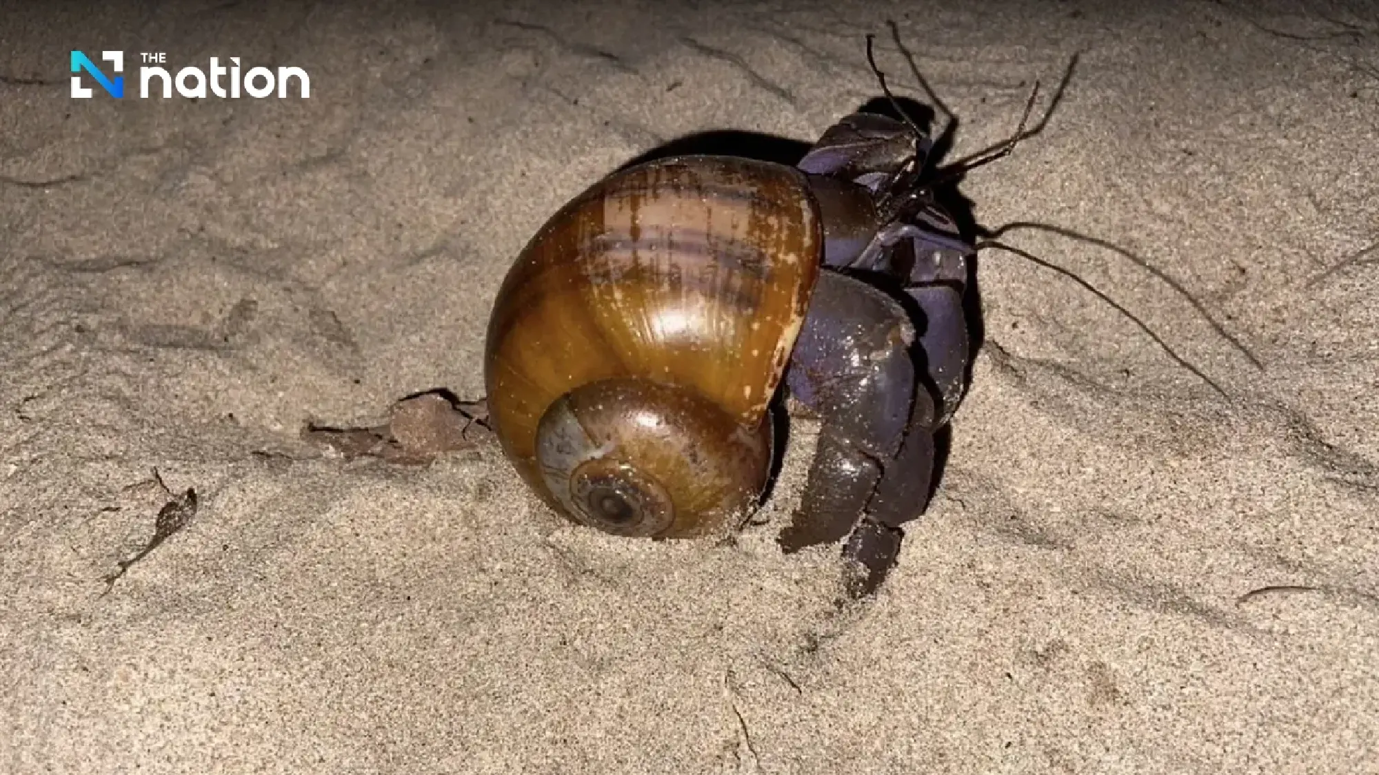 Shellfish shell donations required to house hermit crabs at Mu Koh Lanta park