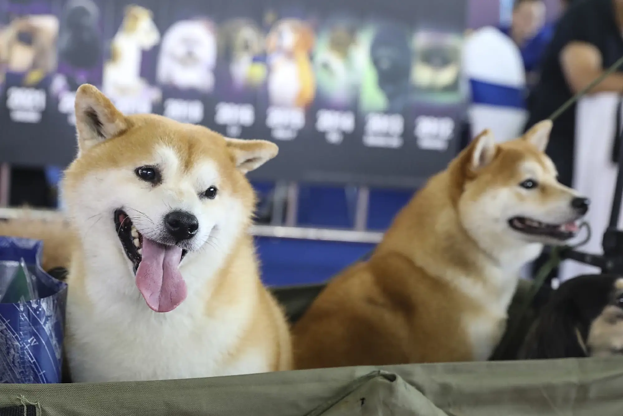 Shiba Inu dogs on display at the 26th Pet Fair Asia held in Shanghai, Aug 22, 2024. [Photo/VCG]