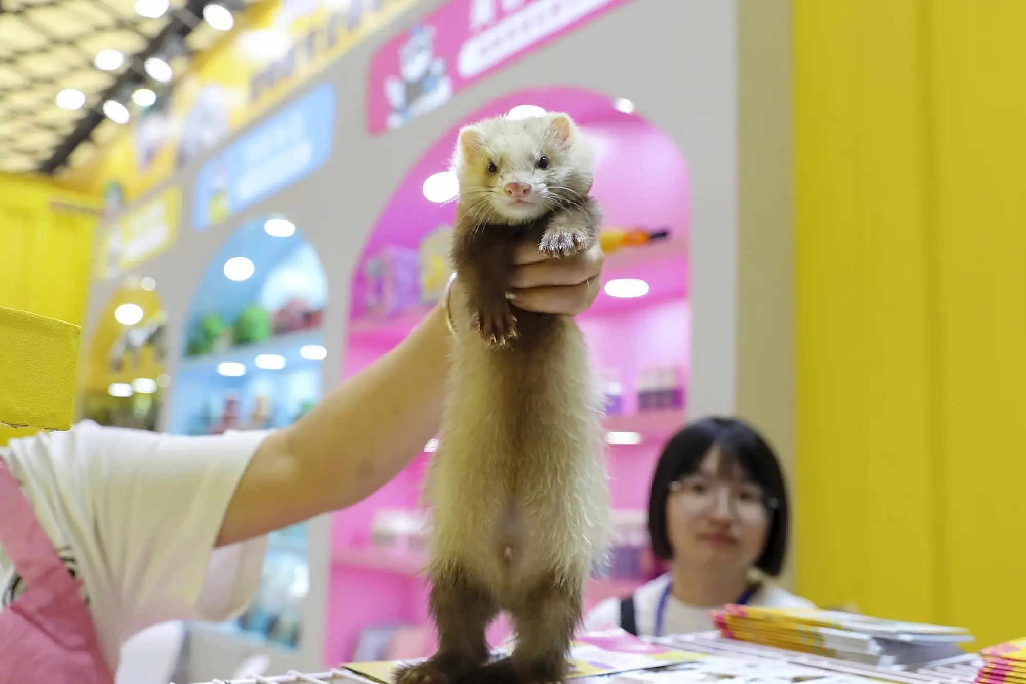 A ferret on display at the 26th Pet Fair Asia held in Shanghai, Aug 22, 2024. [Photo/VCG]