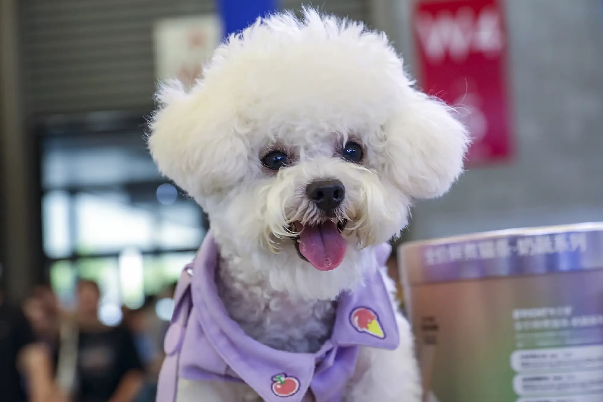 A snow-white bichon frise on display at the 26th Pet Fair Asia held in Shanghai, Aug 22, 2024. [Photo/VCG]