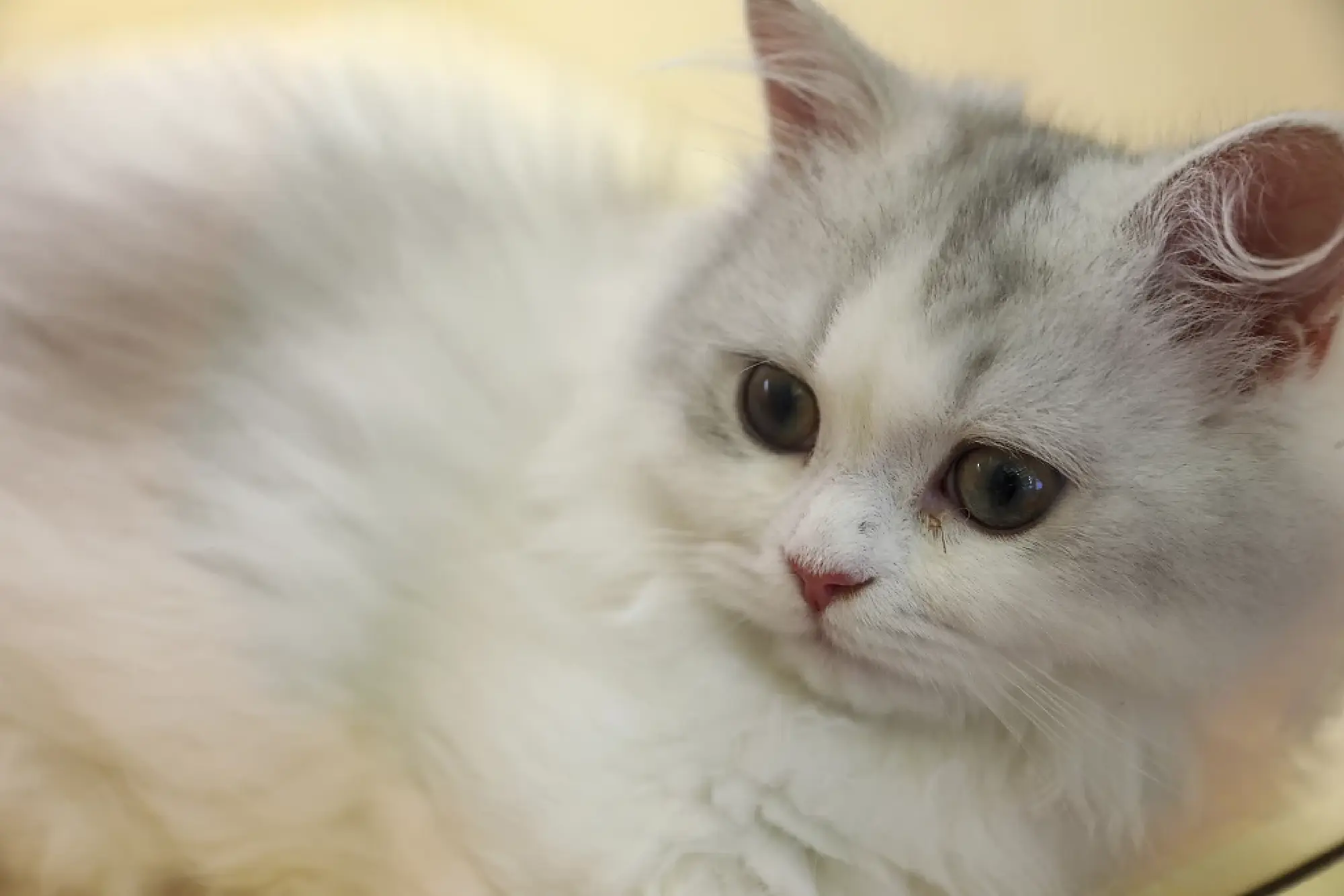 A pet cat on display at the 26th Pet Fair Asia held in Shanghai, Aug 22, 2024. [Photo/VCG]