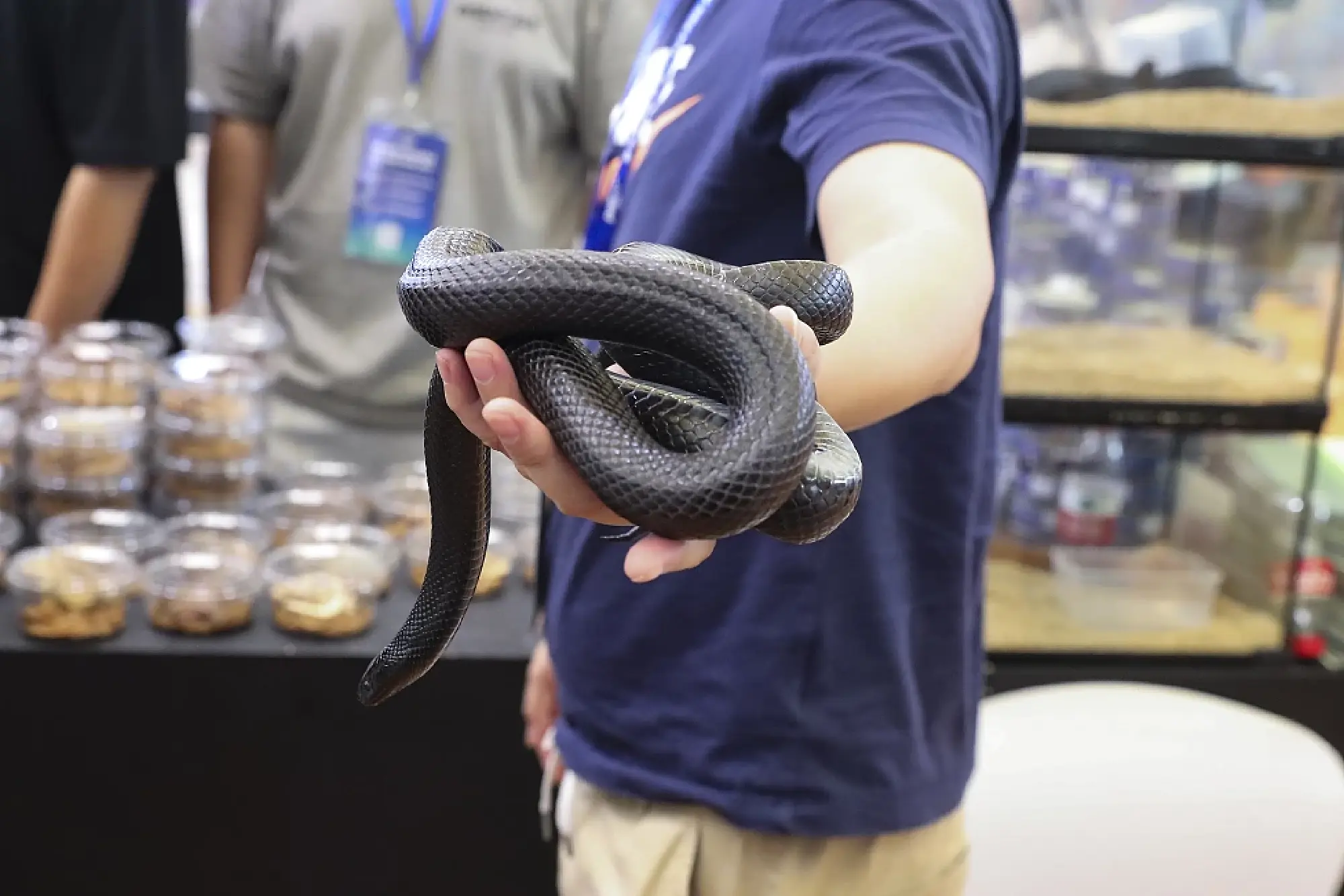 A black king snake, also known as Lampropeltis getulus nigrita on display at the 26th Pet Fair Asia held in Shanghai, Aug 22, 2024. [Photo/VCG]