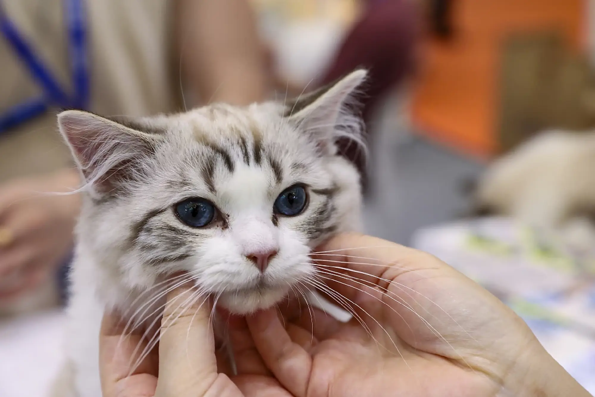 People interacts with a pet cat at the 26th Pet Fair Asia held in Shanghai, Aug 22, 2024. [Photo/VCG]