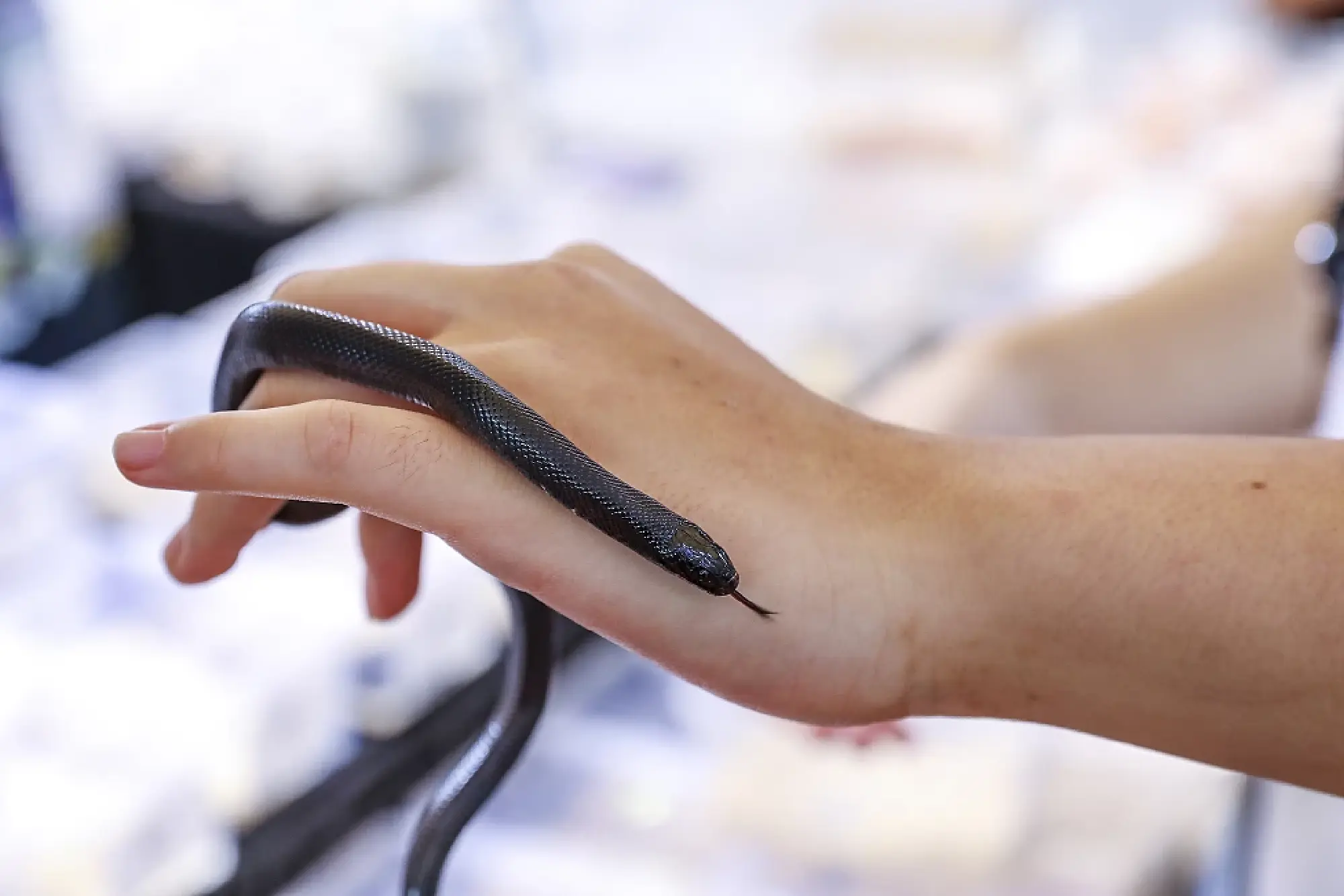 A black king snake, also known as Lampropeltis getulus nigrita on display at the 26th Pet Fair Asia held in Shanghai, Aug 22, 2024.