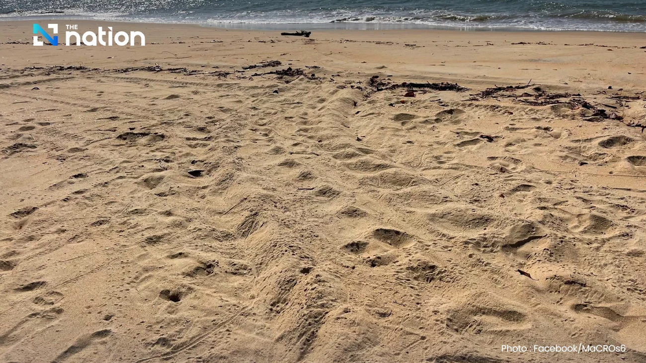 Protective barrier for sea turtle eggs