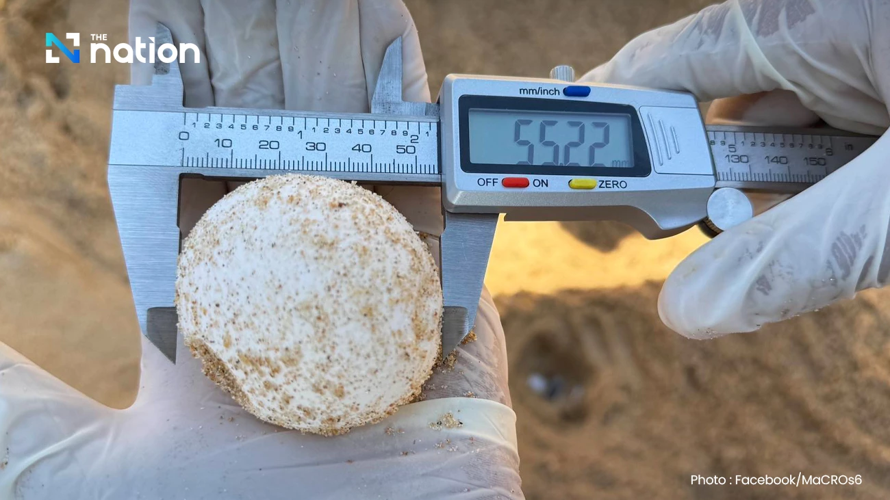 Marine officials monitoring turtle eggs