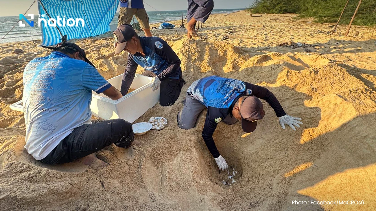 Leatherback sea turtle eggs