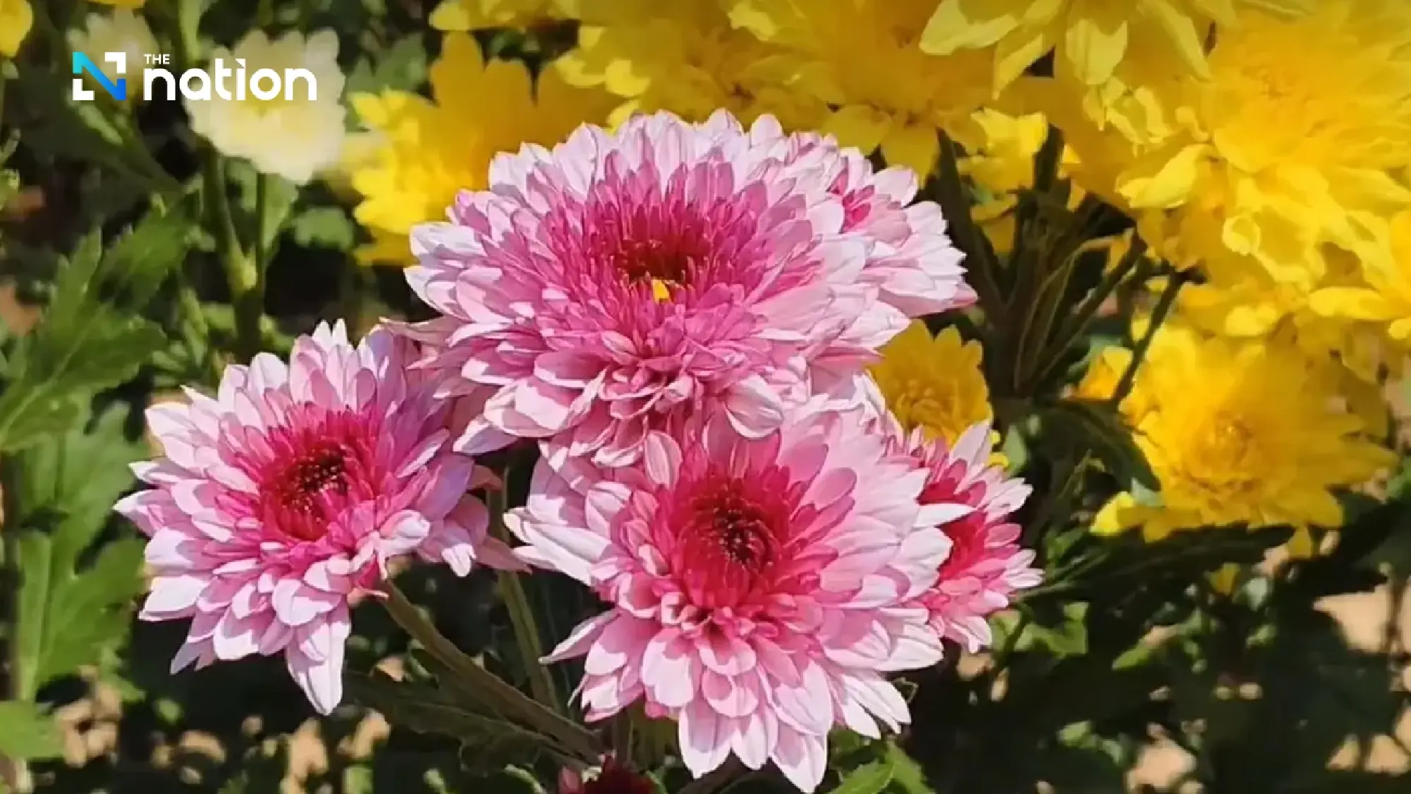 Flower power comes to Wang Nam Khiao