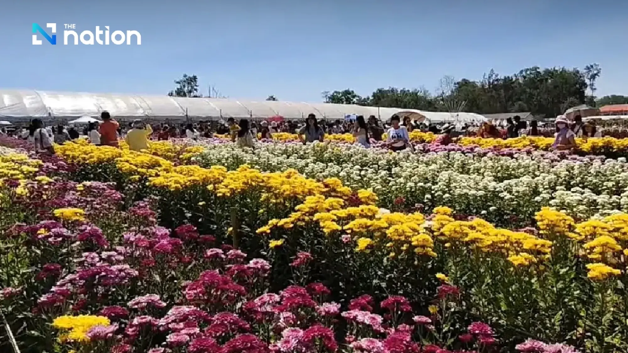 Flower power comes to Wang Nam Khiao