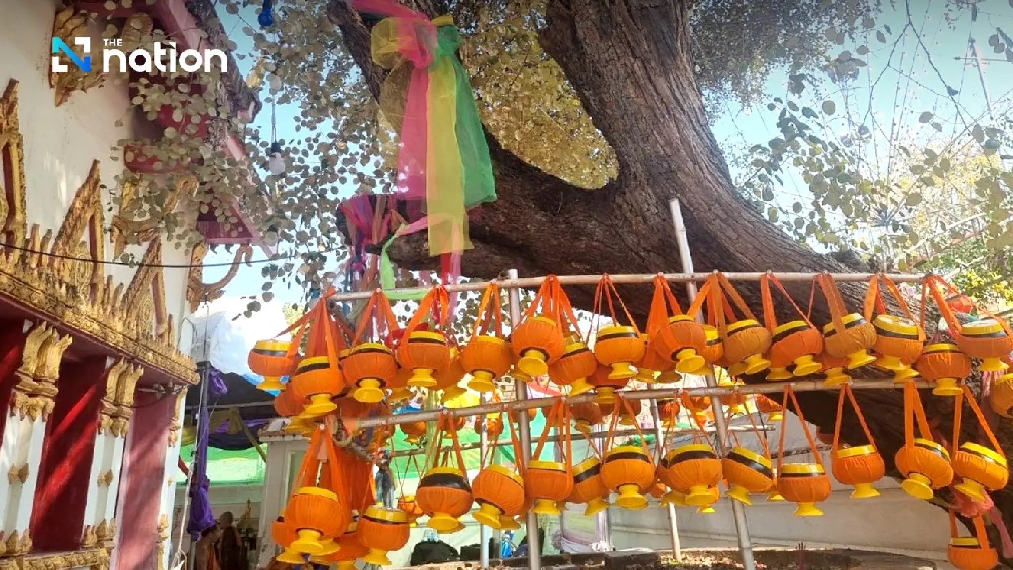 Sacred jujube tree takes centre stage in annual ceremony in Uttaradit