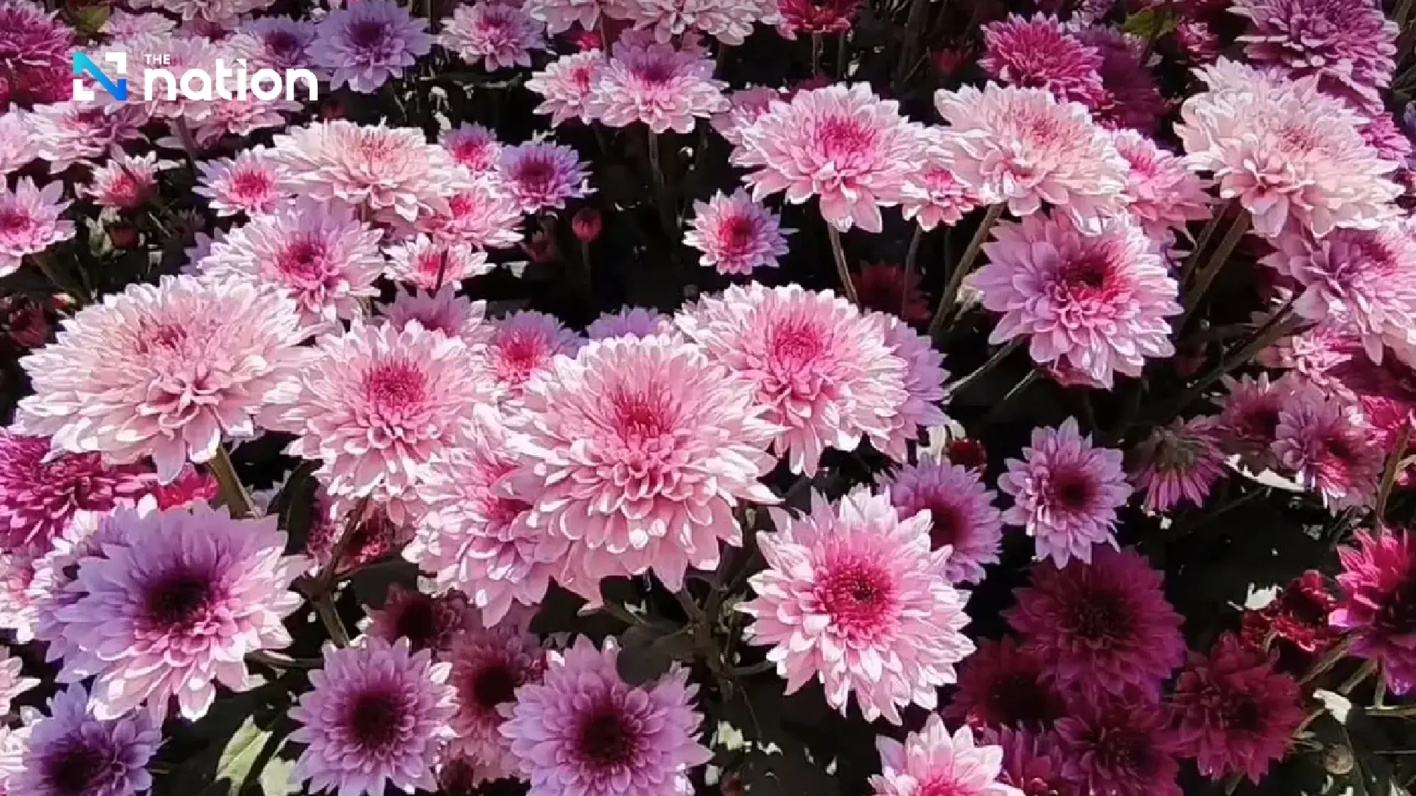 Flower power comes to Wang Nam Khiao