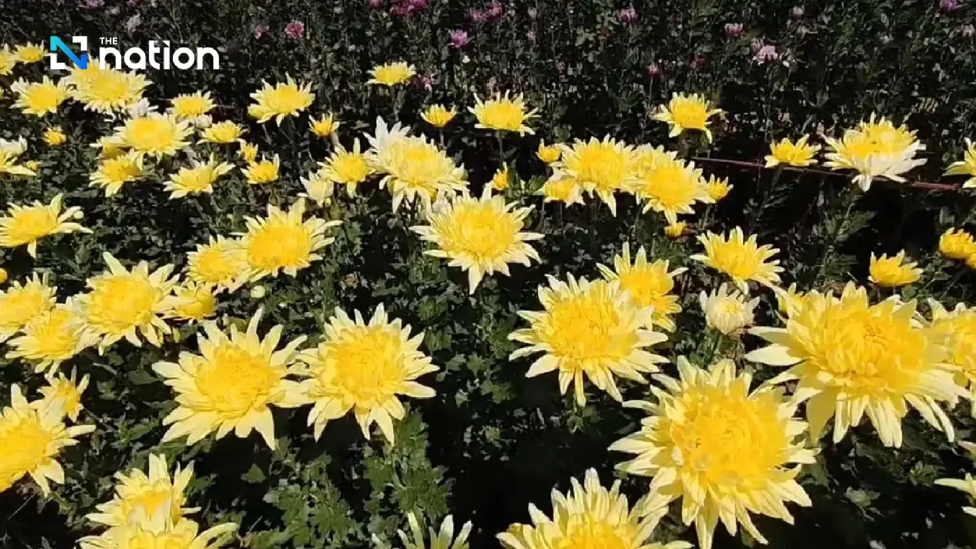 Flower power comes to Wang Nam Khiao