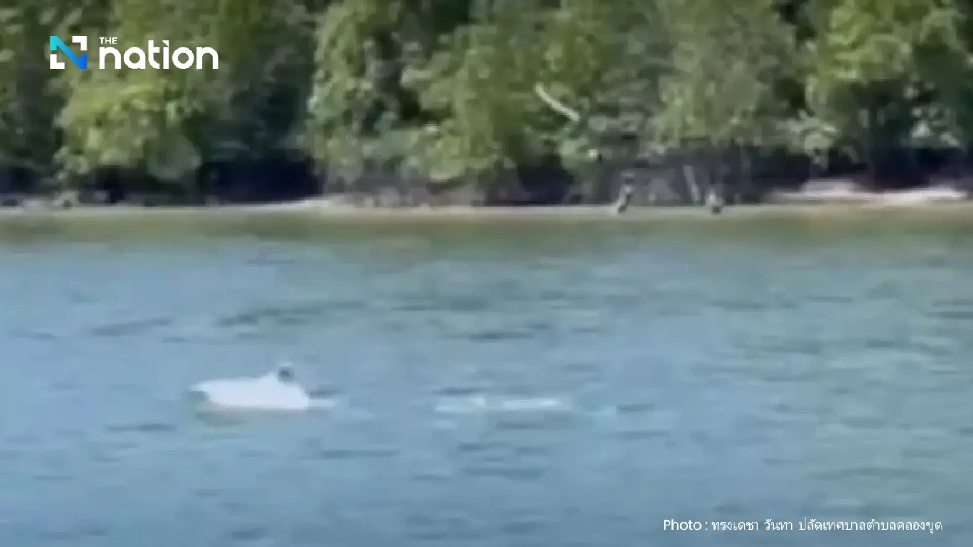 Pod of rare Irrawaddy dolphins spotted in Satun