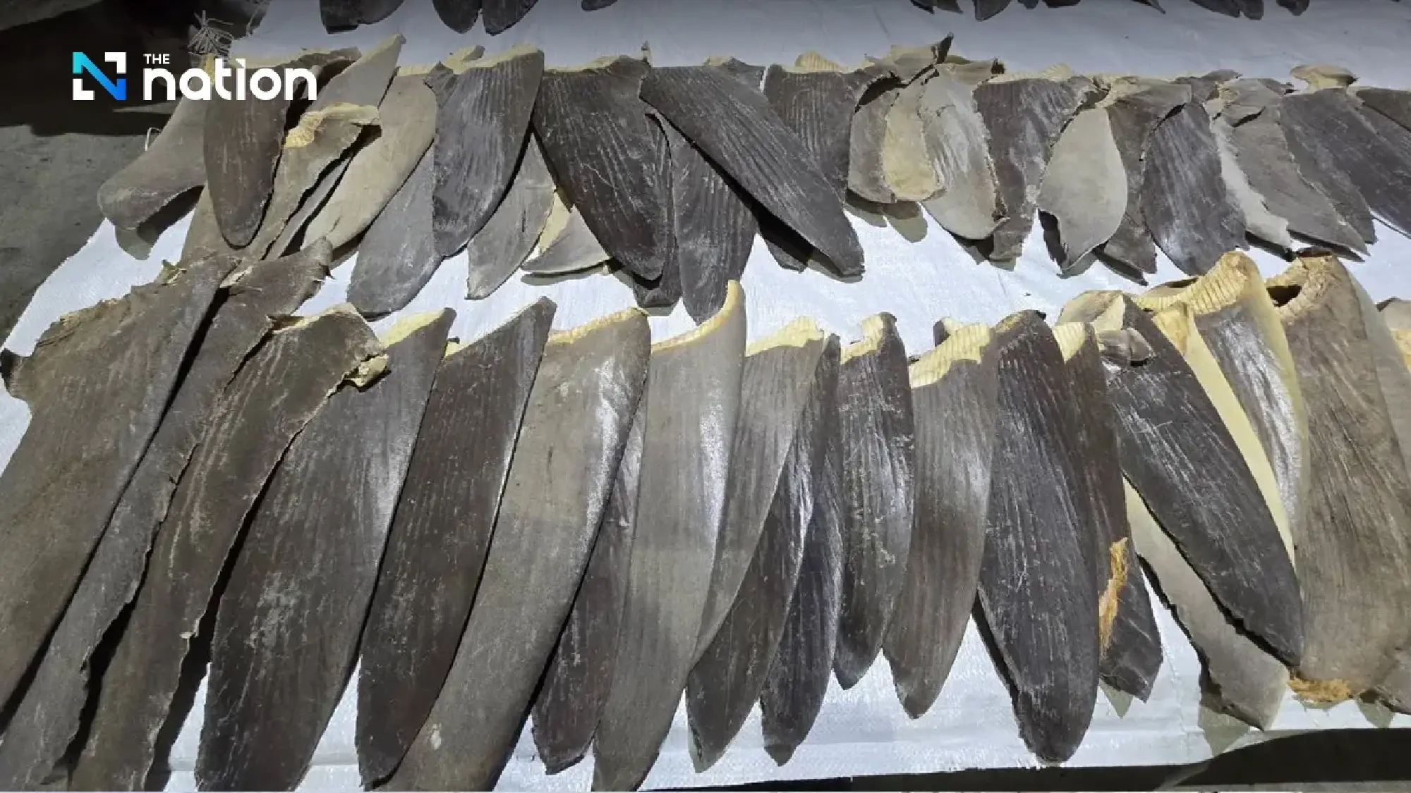 Thai Customs seizes over 400 shark fins smuggled through Suvarnabhumi Airport