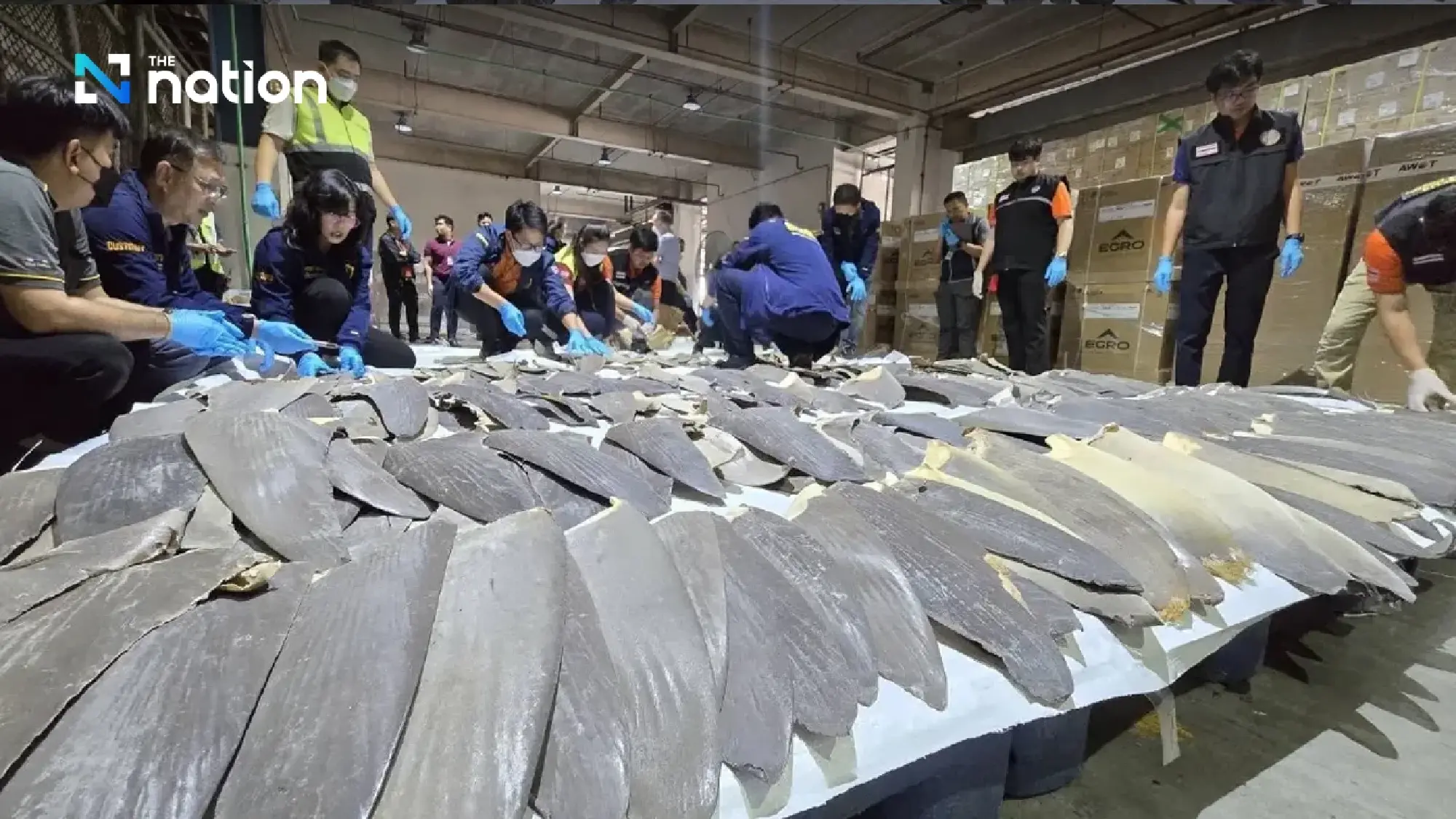 Thai Customs seizes over 400 shark fins smuggled through Suvarnabhumi Airport