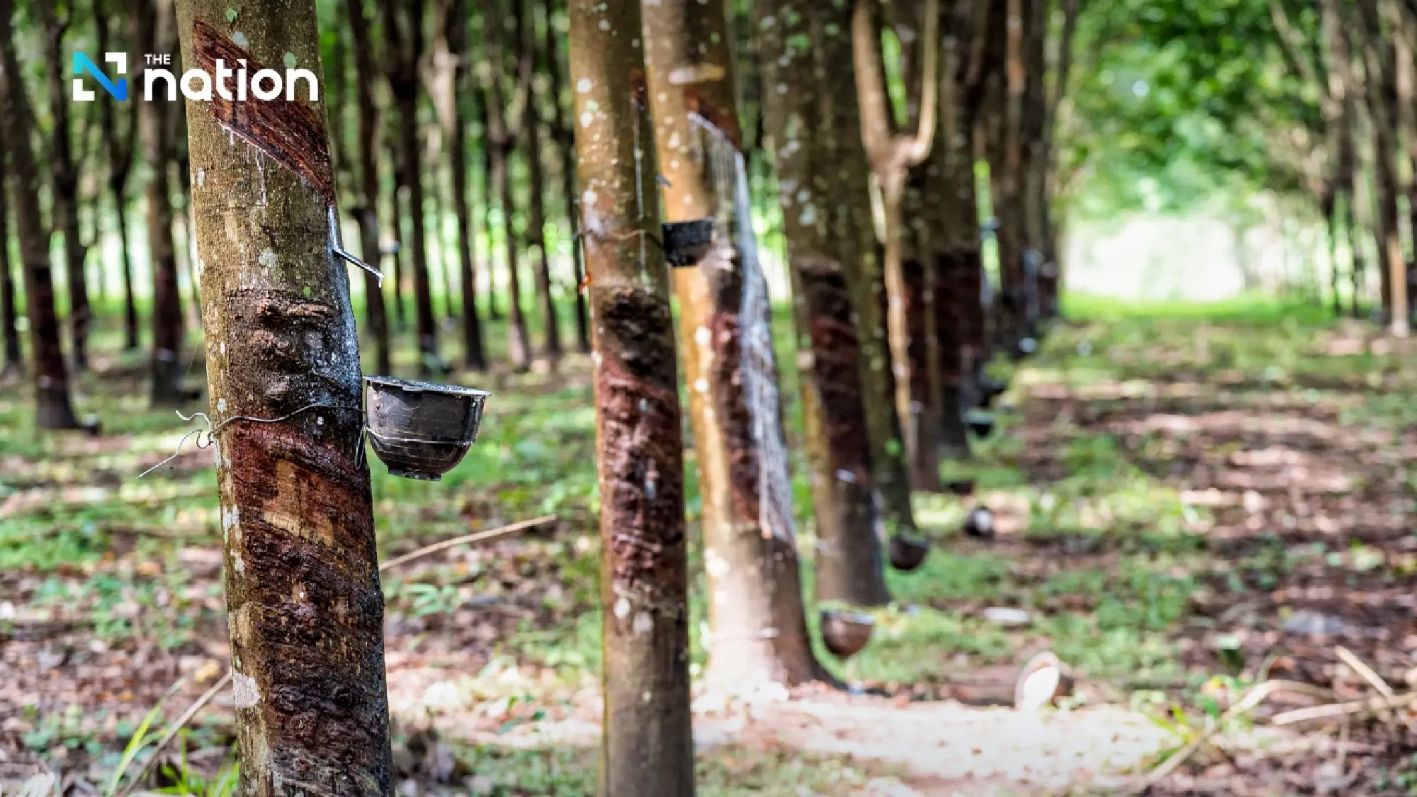 Innovative Thai rubber serum shows potential in disease prevention