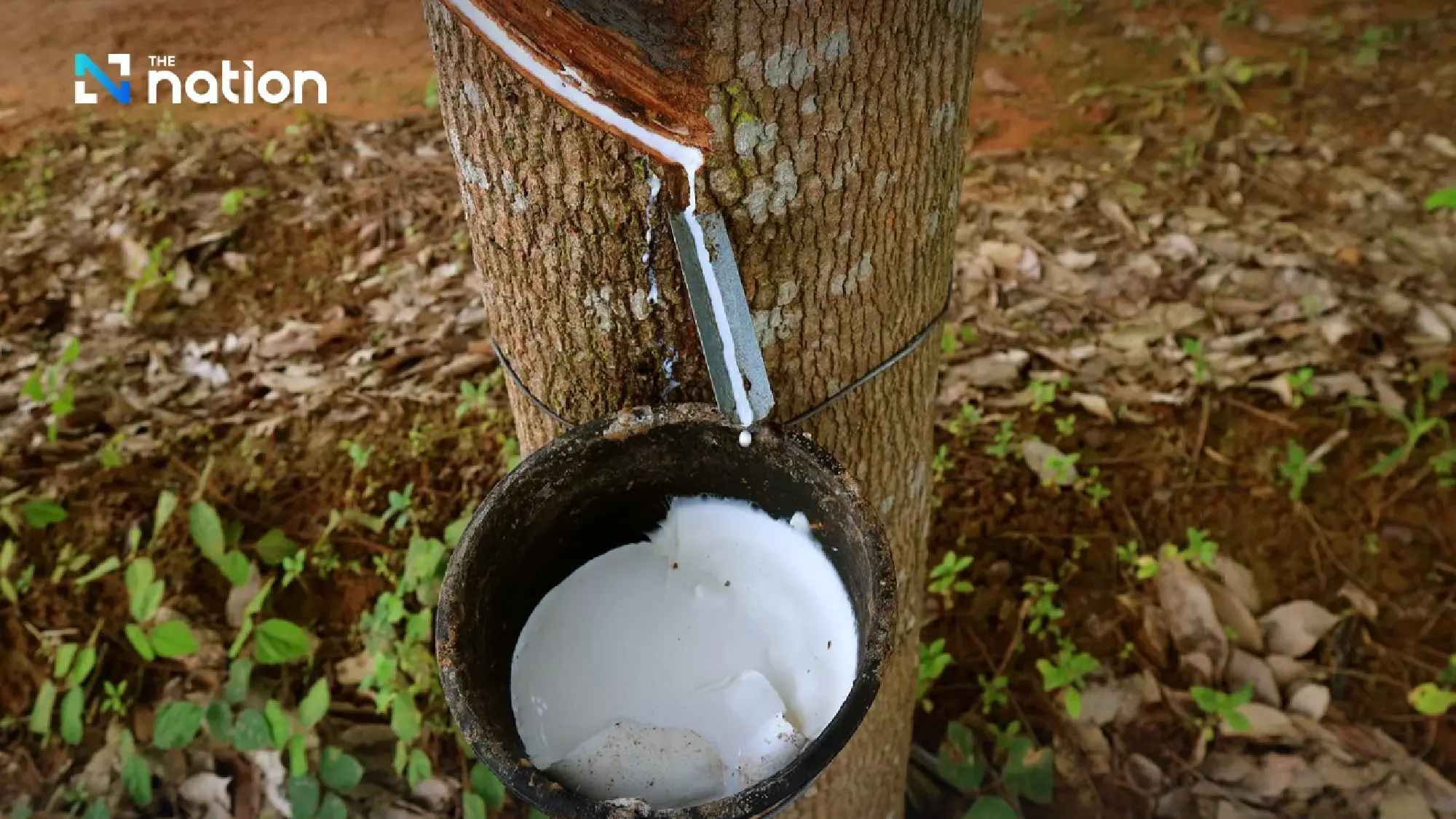 Agriculture Department halts latex imports amid farmers’ complaints