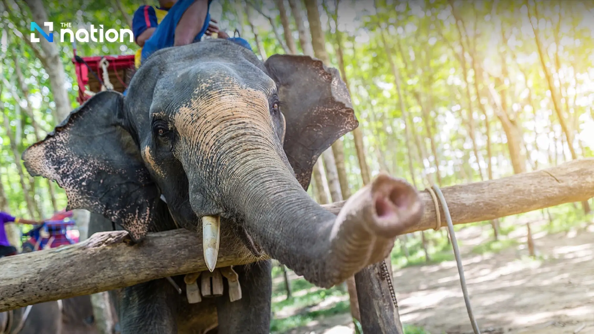 Six National Symbols to showcase Thai Identity to the World