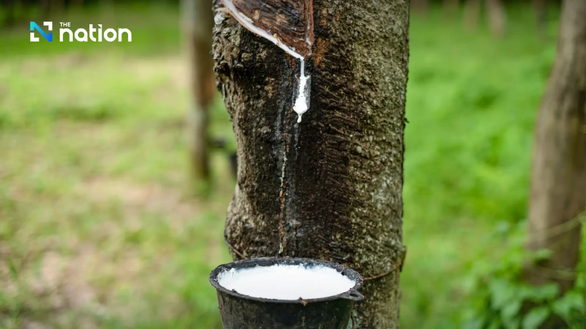 Innovative Thai rubber serum shows potential in disease prevention