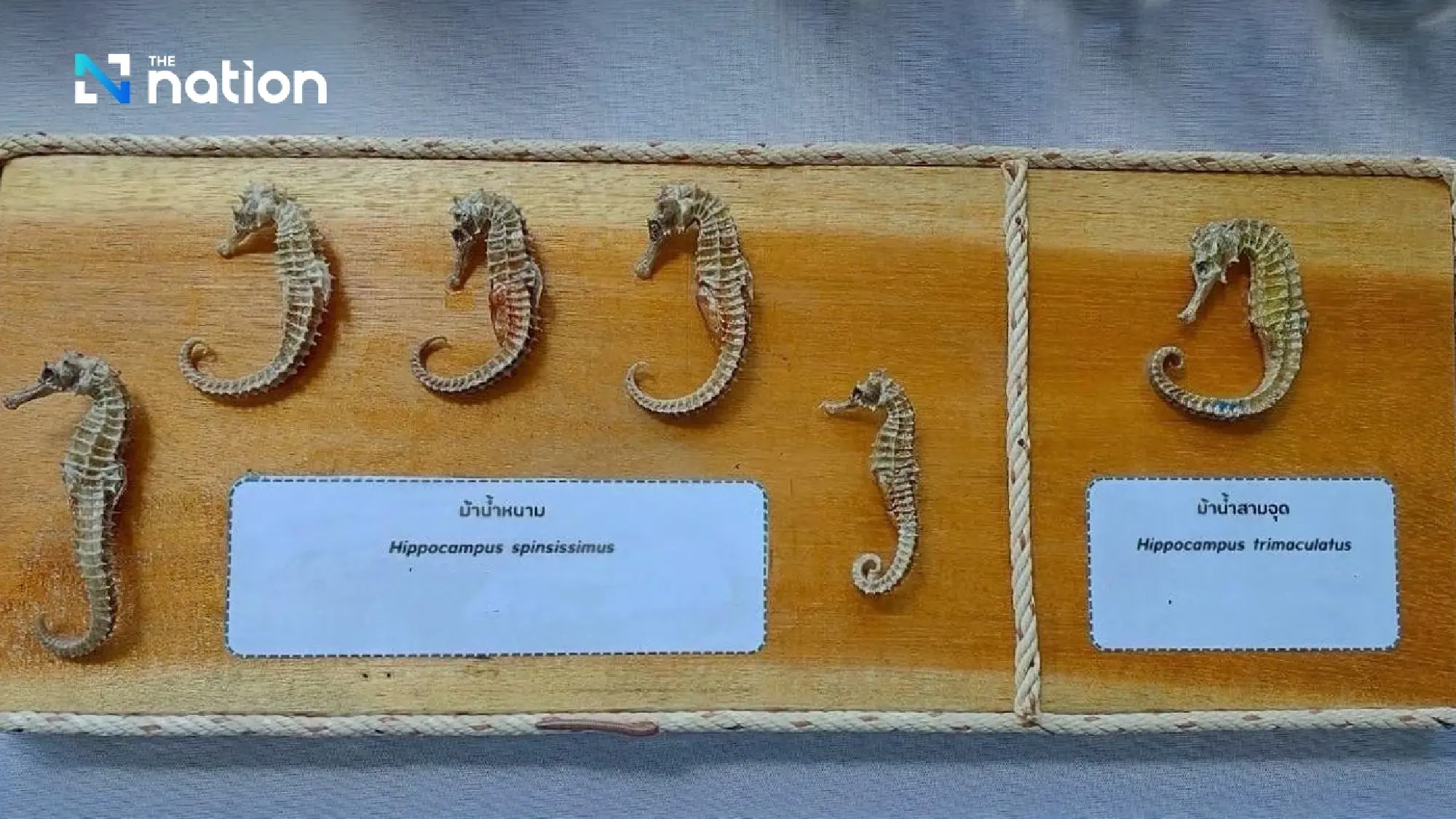 Fisheries Dept trains private firms to farm seahorses for export