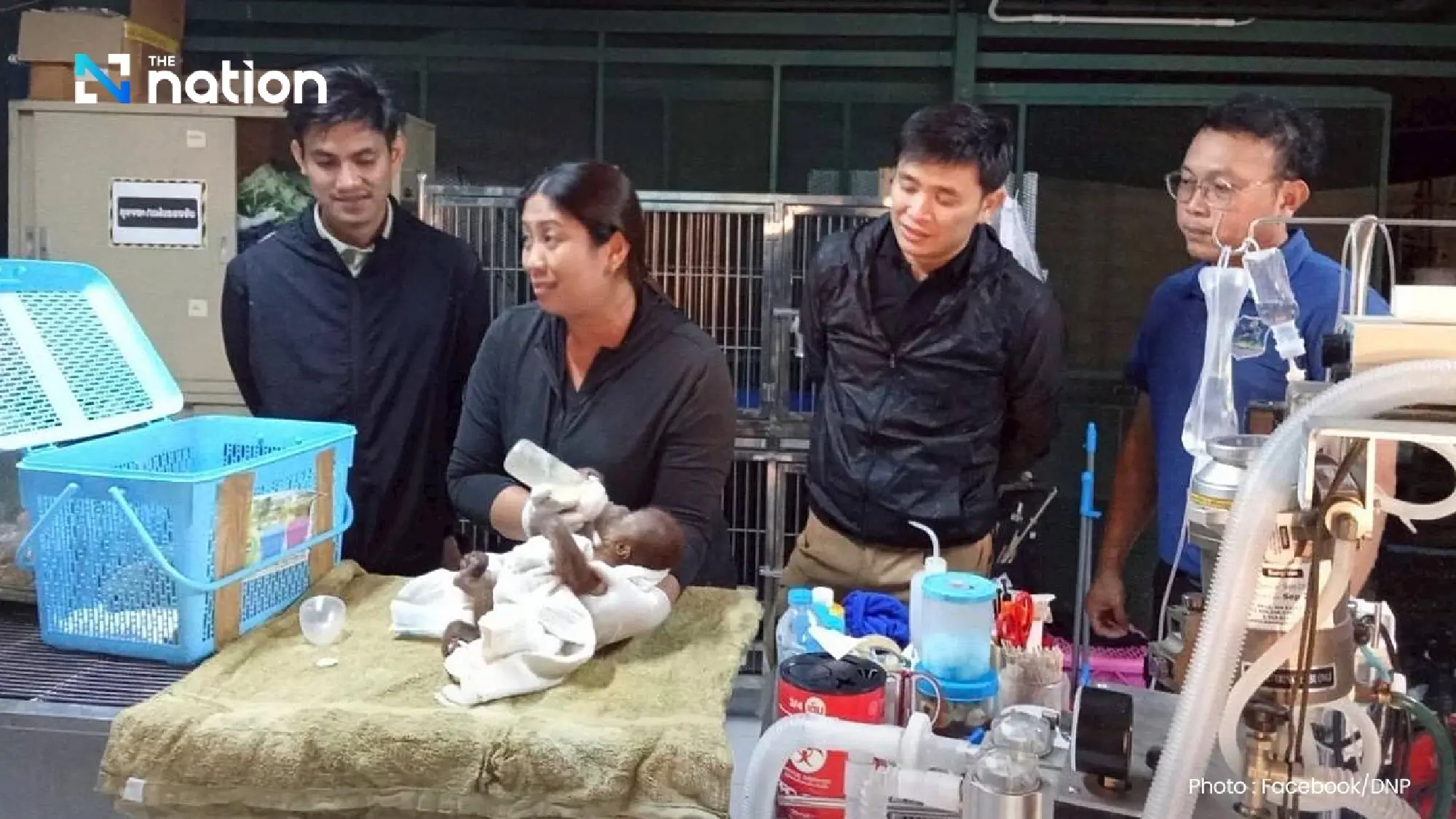 Two baby orangutans rescued in Bangkok, courier arrested