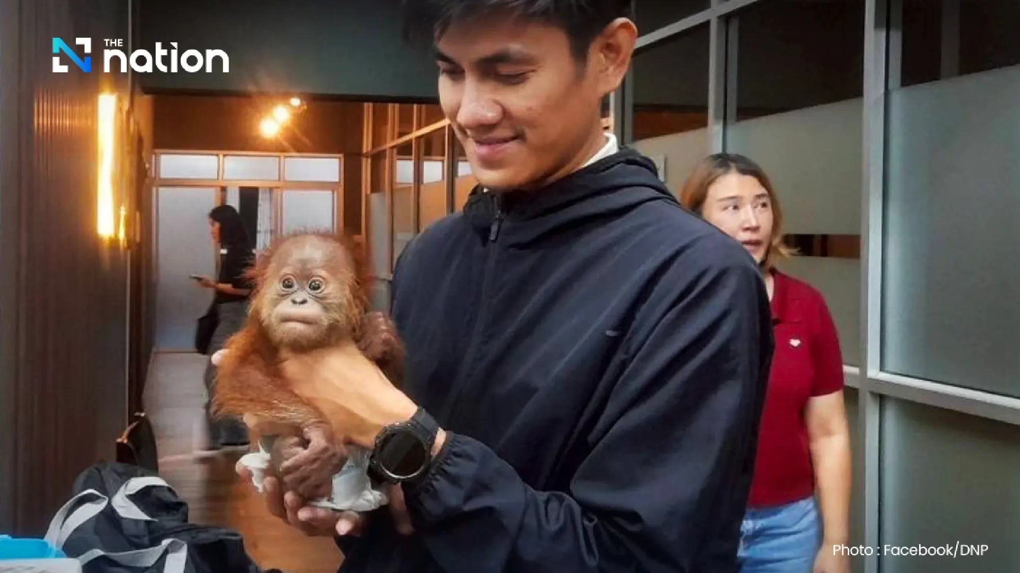 Two baby orangutans rescued in Bangkok, courier arrested