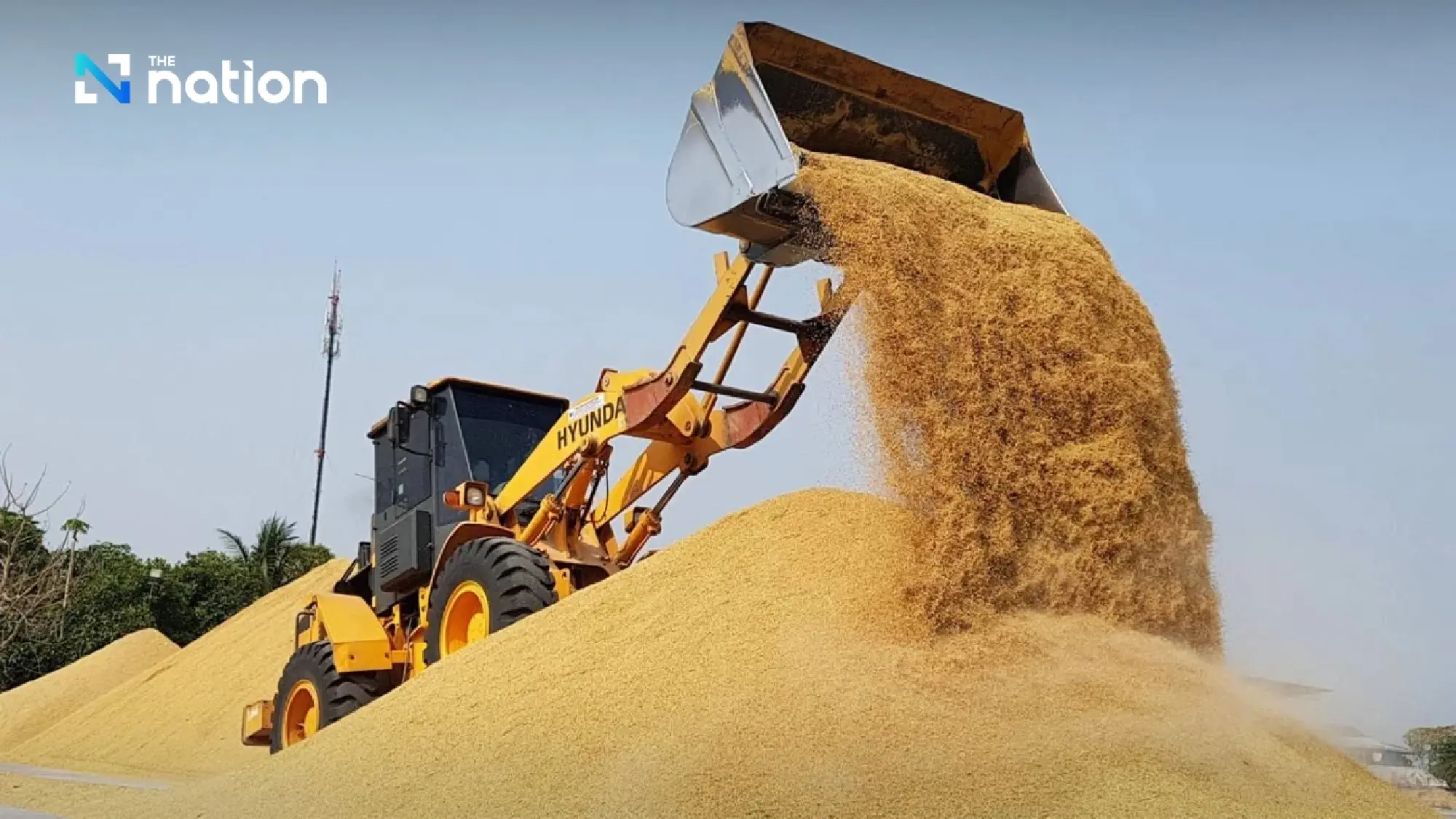Global rice production forecast for 2024/25 raised to record high