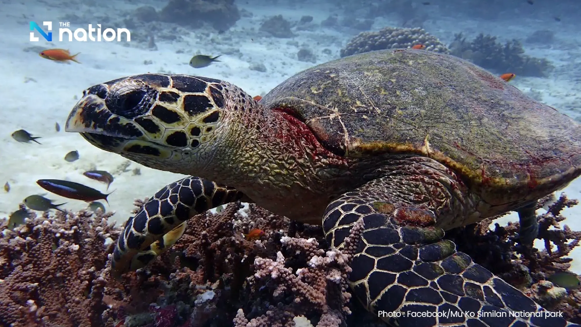 Similan Islands close for 5 months to allow ecosystem recovery