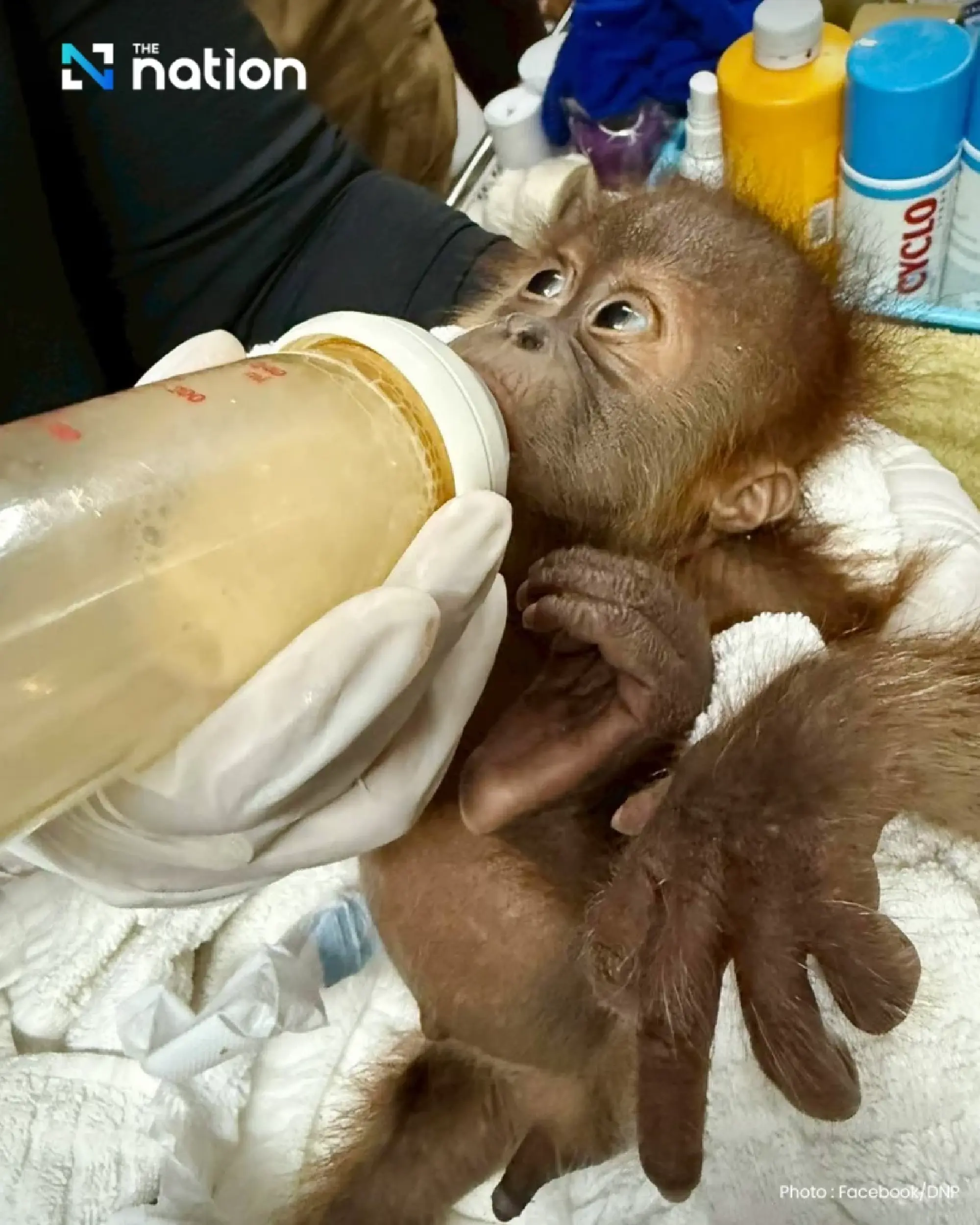 Two baby orangutans rescued in Bangkok, courier arrested