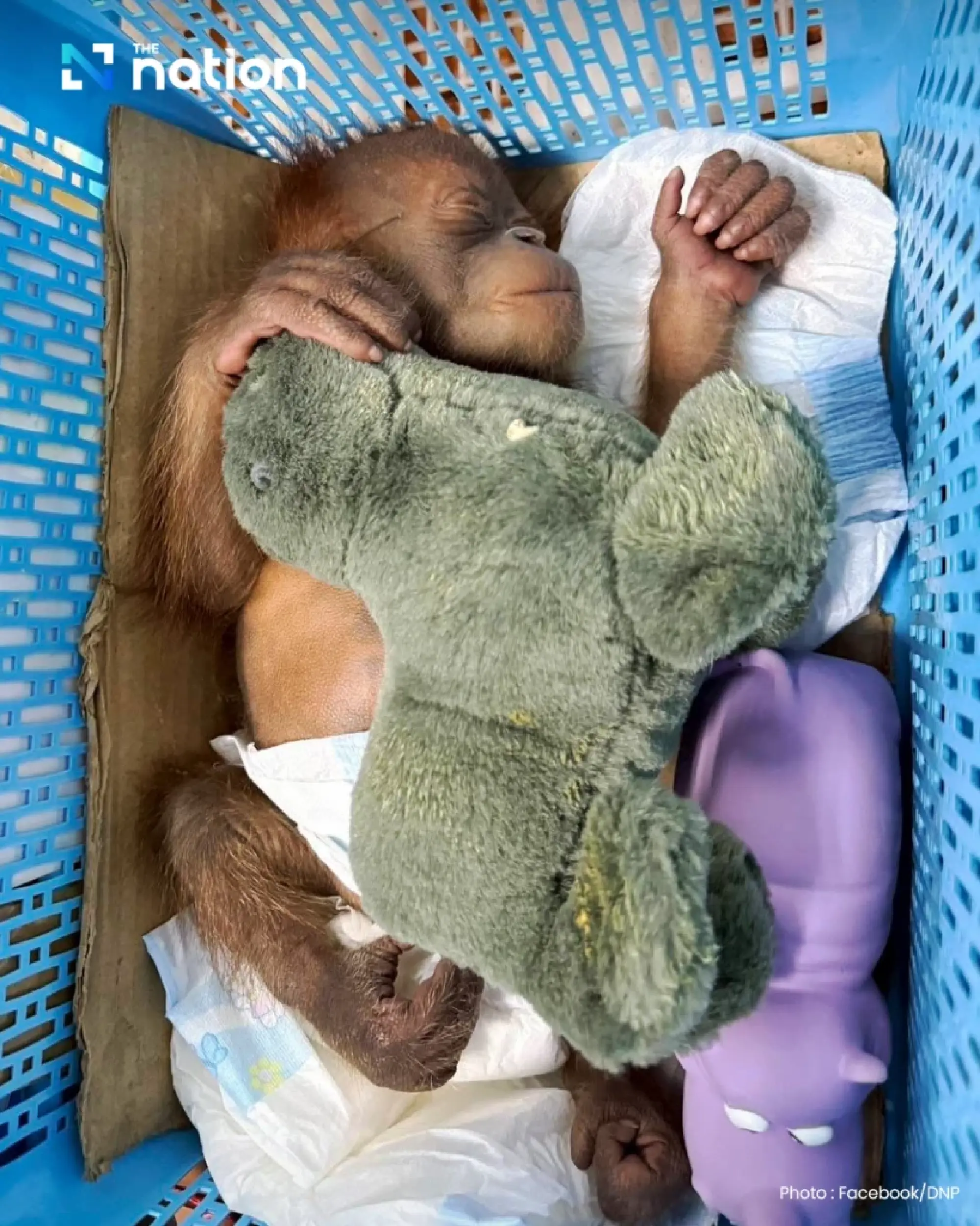 Two baby orangutans rescued in Bangkok, courier arrested