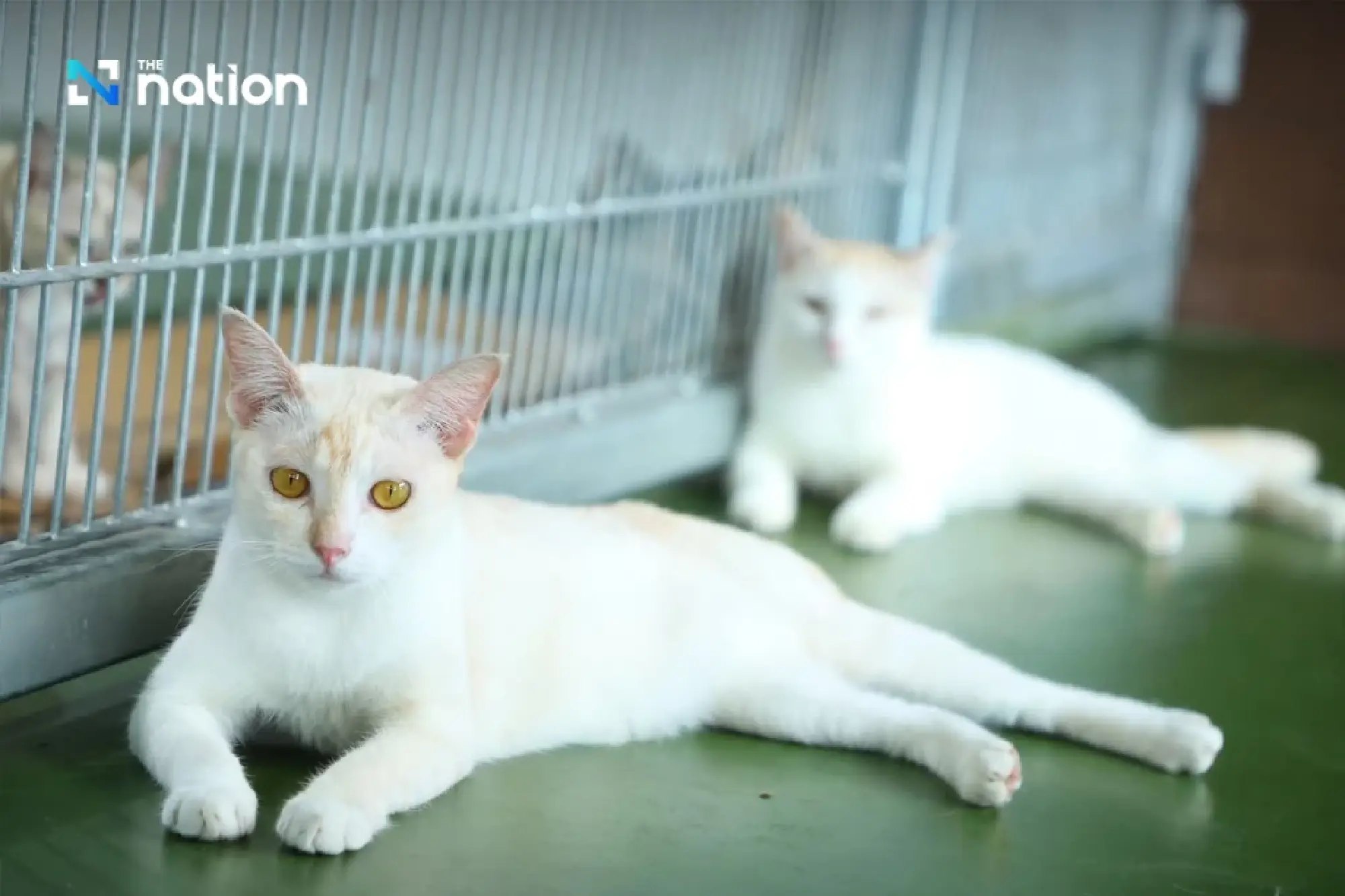 Bangkok explains Do’s and Don’ts in new pet control law