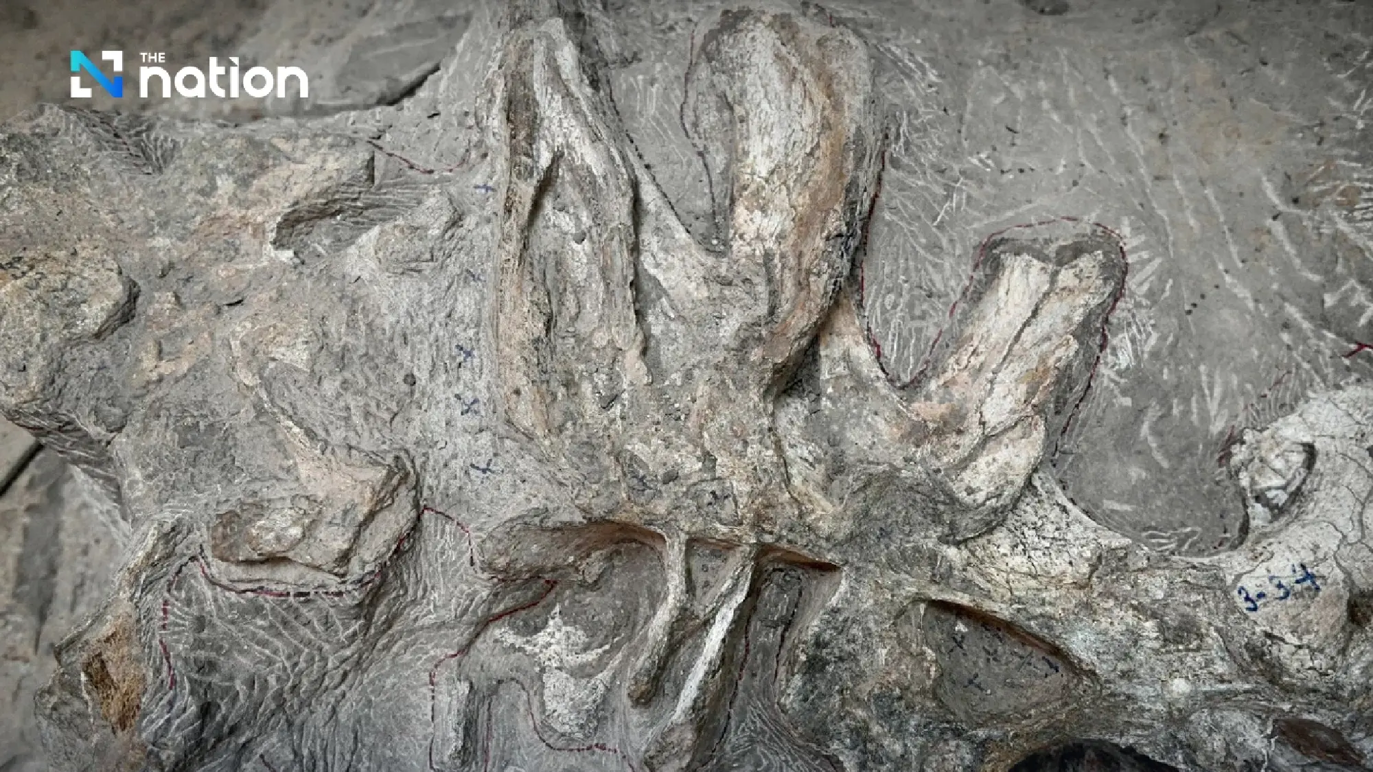 Giant Dinosaur found in Phu Wiang Valley may be new species