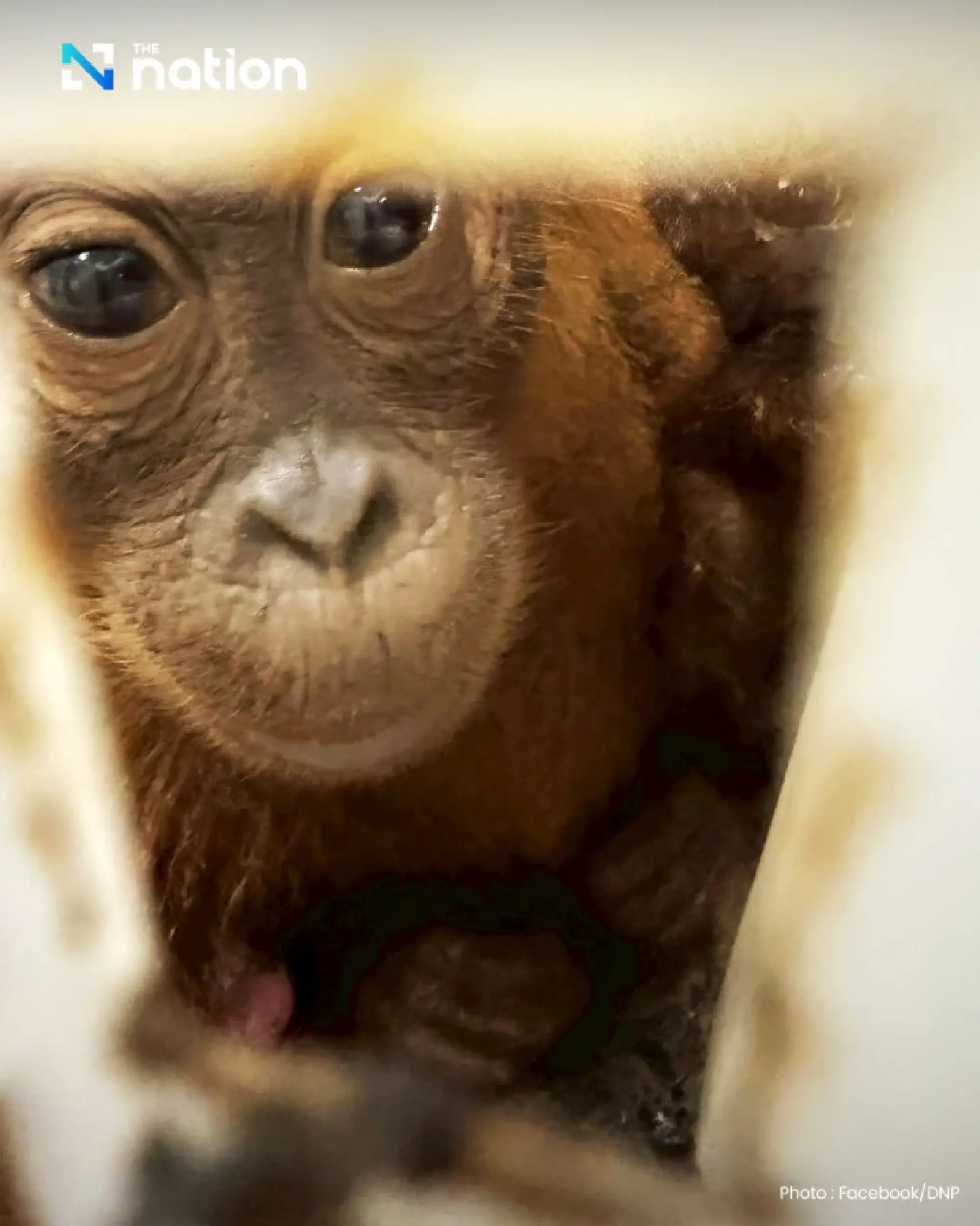 Two baby orangutans rescued in Bangkok, courier arrested