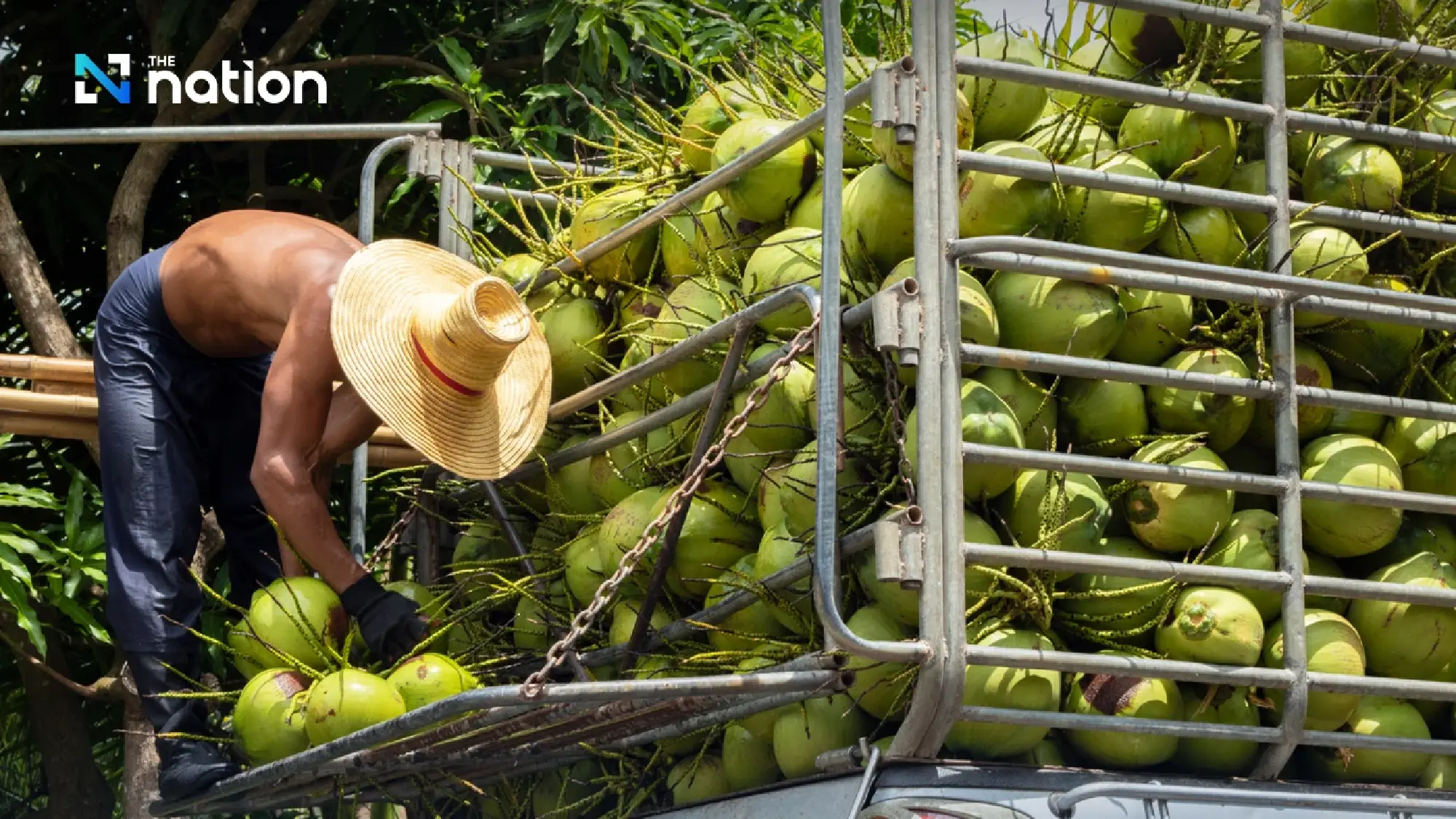 Chinese investors compete with Thai firms in coconut water export market