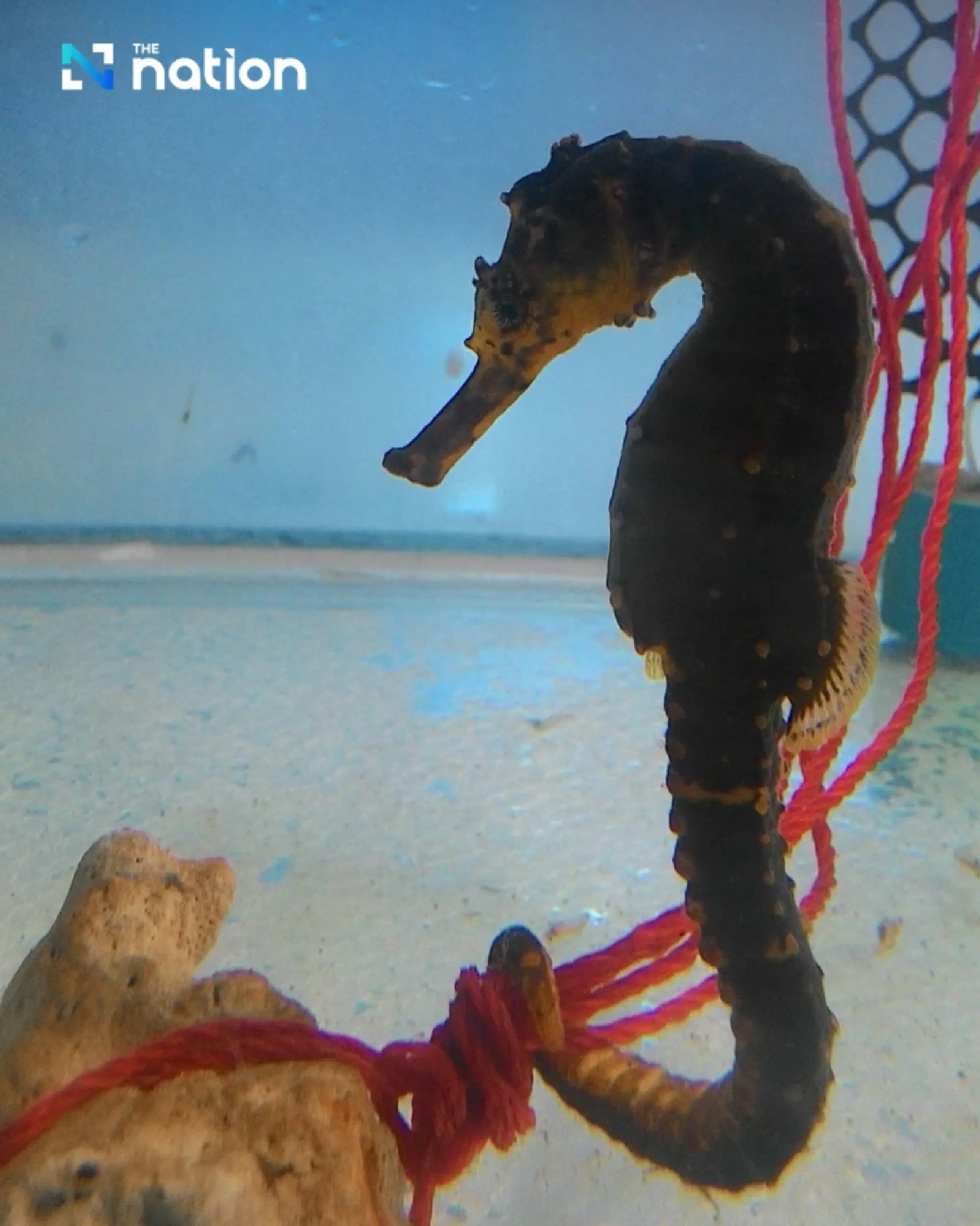 Fisheries Dept trains private firms to farm seahorses for export