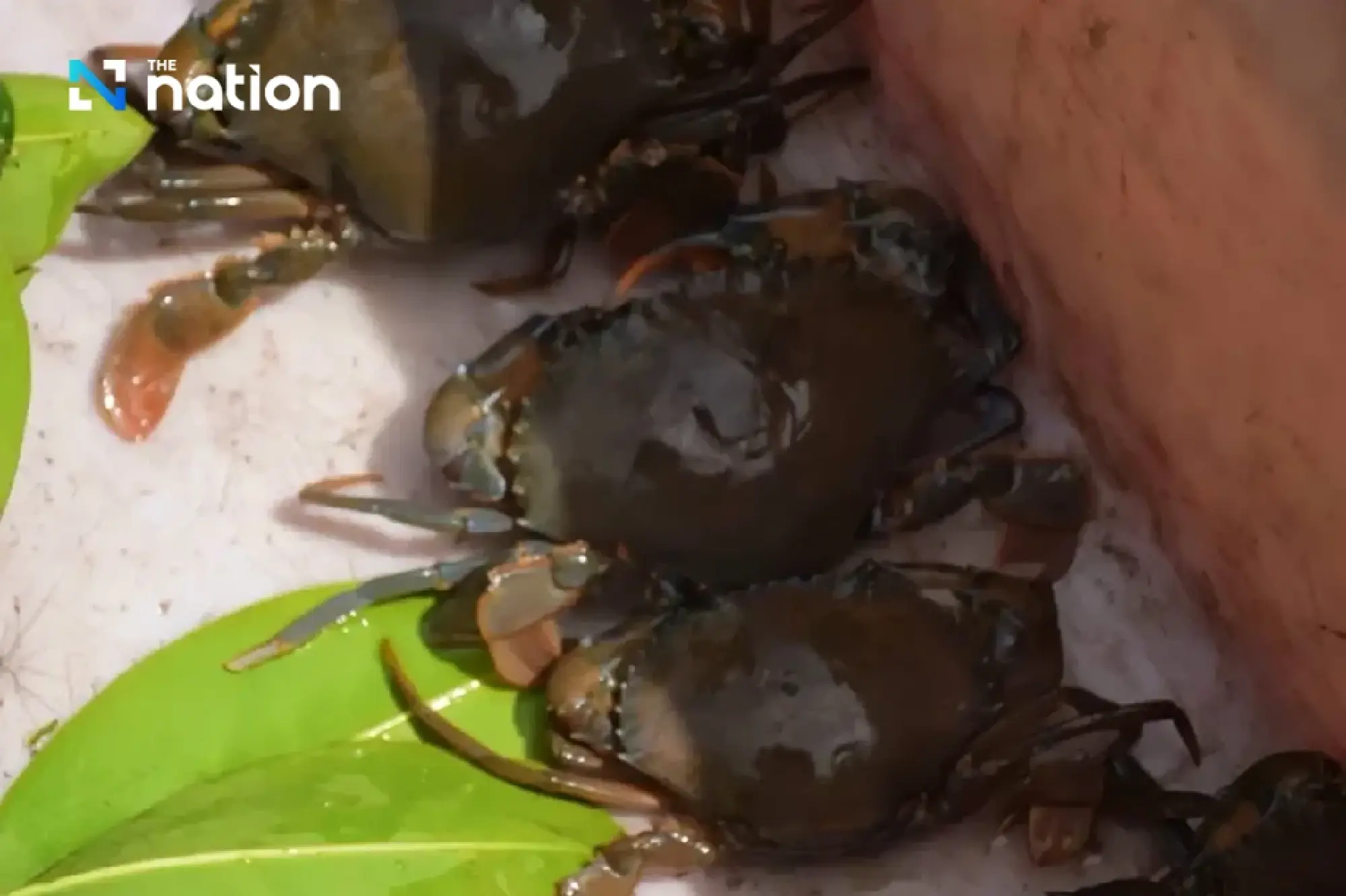 DOF promotes conversion of abandoned shrimp ponds for sea crab farming