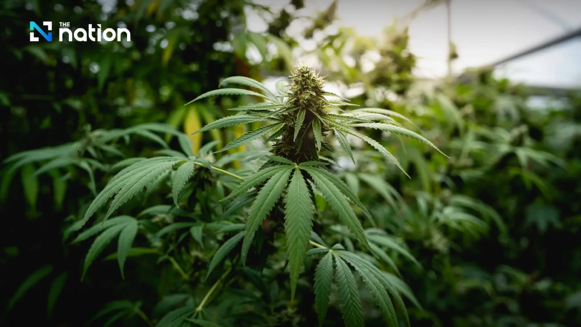Thailand reclassifies cannabis bud as a controlled herb, restricts sales and advertising