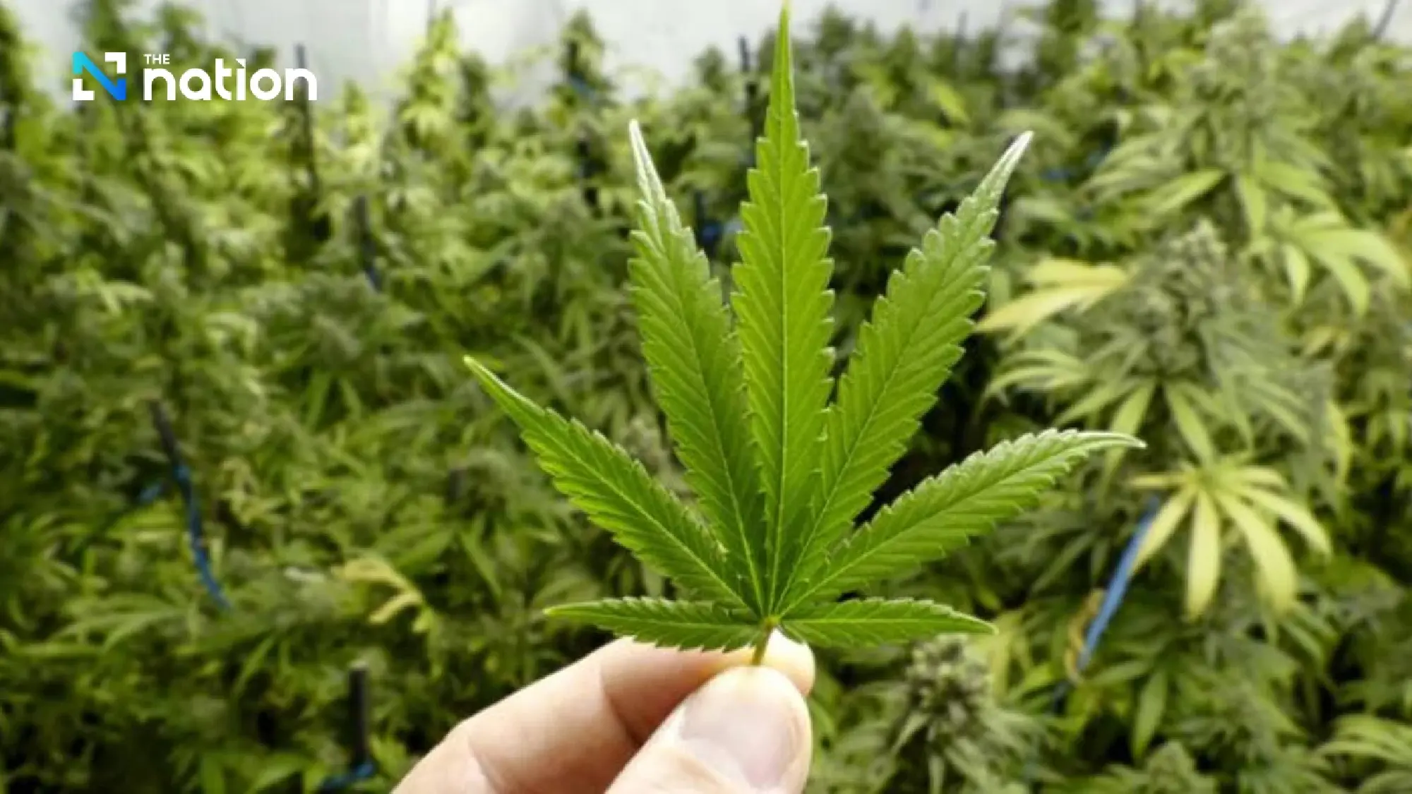 Thailand enforces stricter cannabis law, limits use to medical purposes