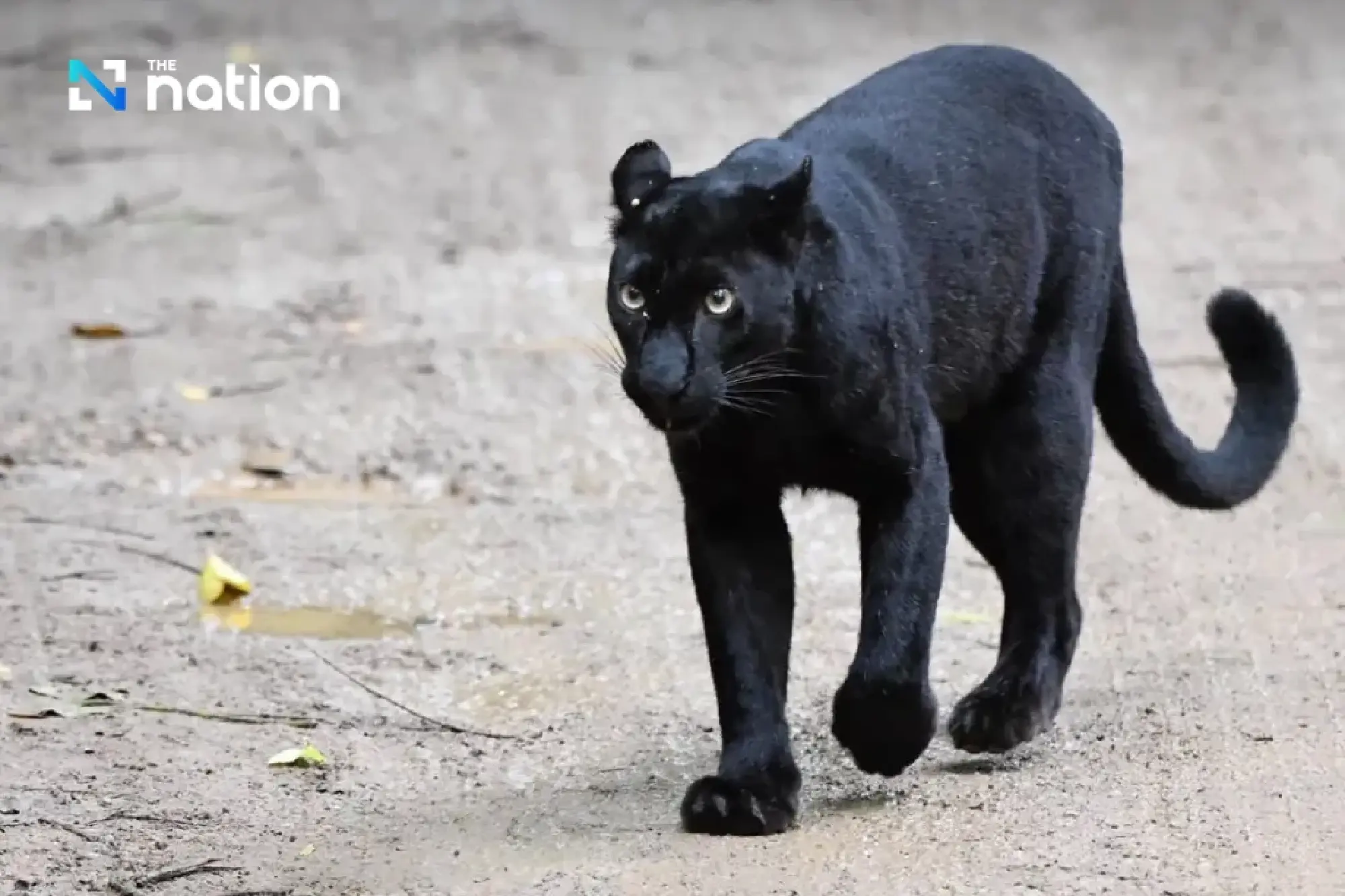 Black leopard spotted in Kaeng Krachan National Park, highlighting biodiversity