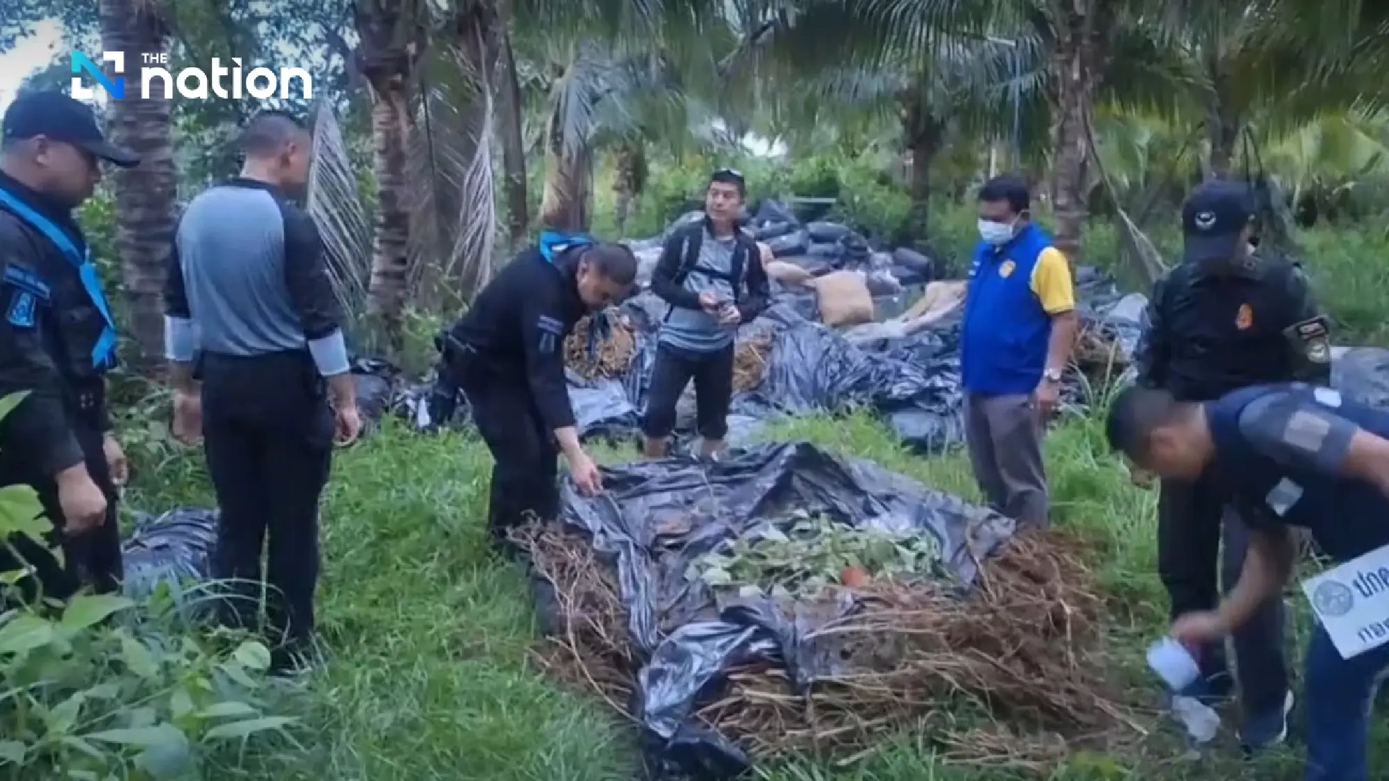 Huge Cannabis Haul in Thailand's Durian Orchards