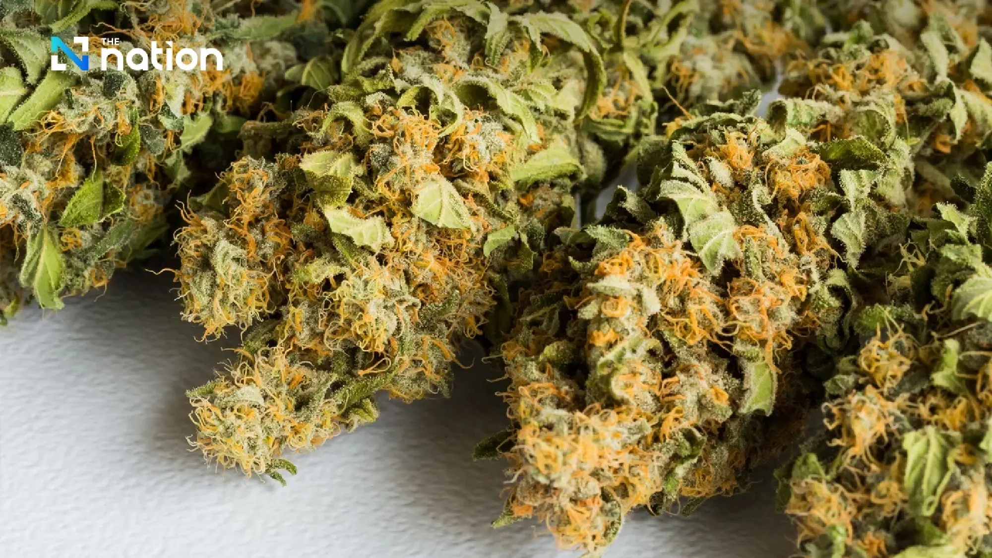 Thousands of Thai Cannabis Shops Face Closure Under New Regulations
