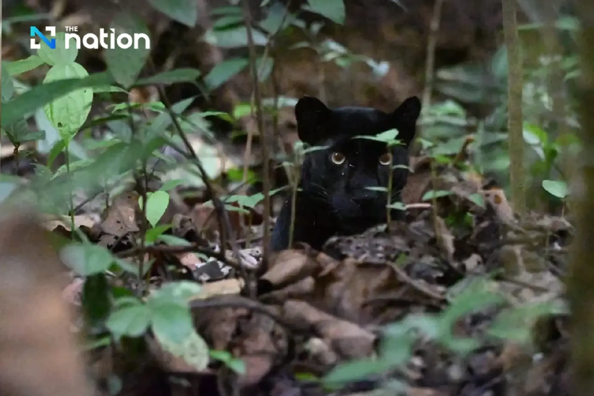 Black leopard spotted in Kaeng Krachan National Park, highlighting biodiversity