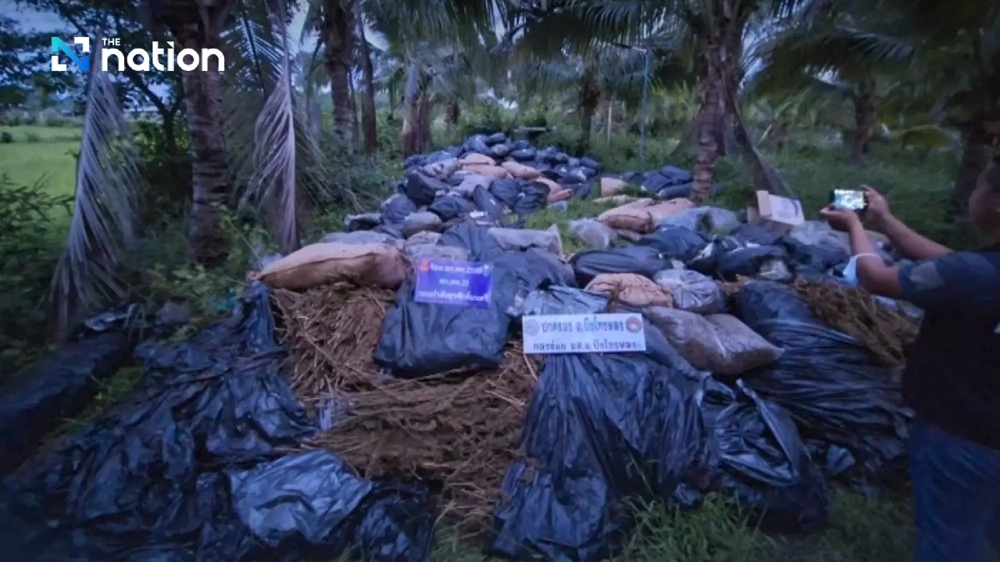 Huge Cannabis Haul in Thailand's Durian Orchards